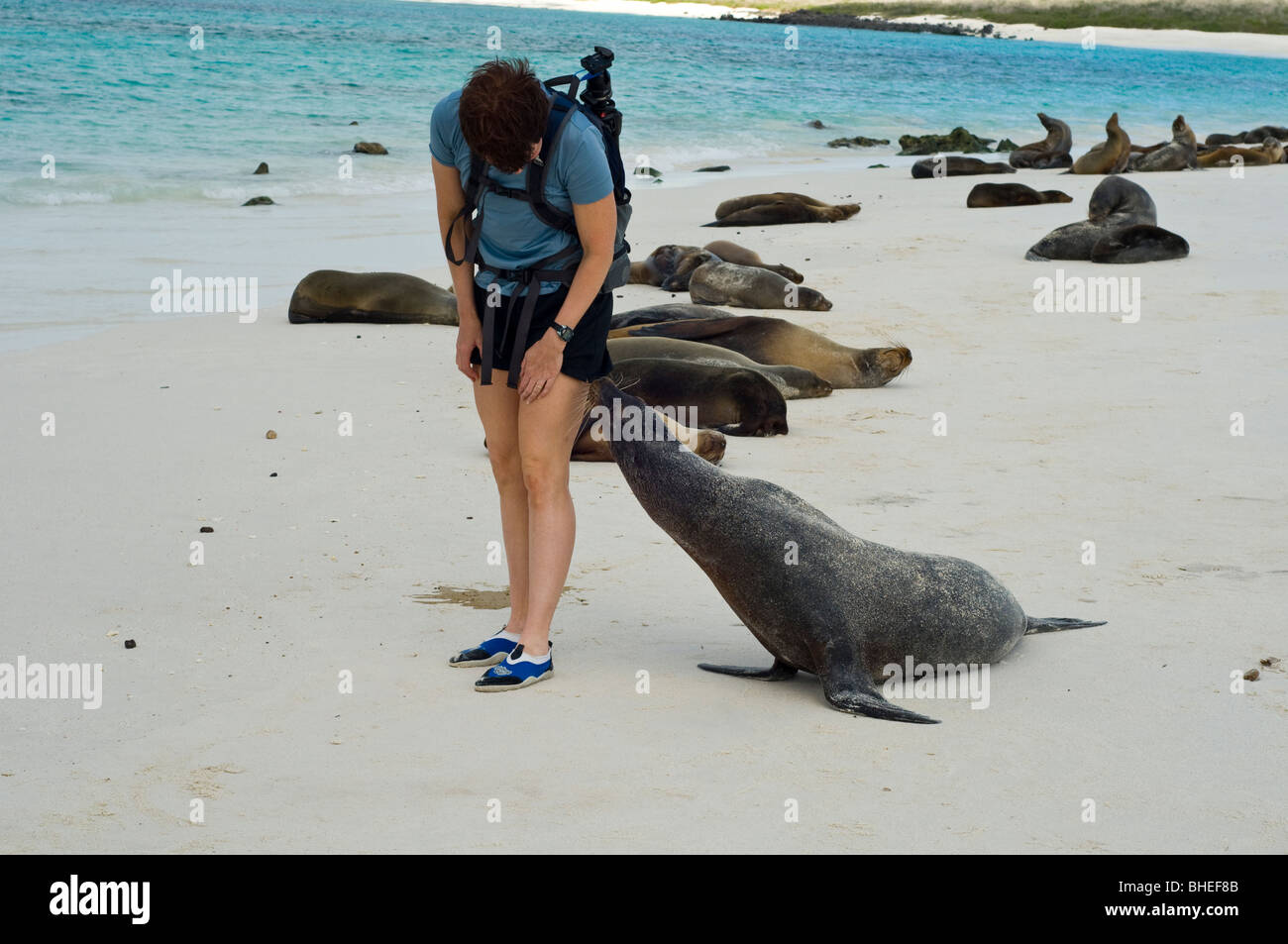 Galapagos-Seelöwe freundet sich mit Touristen. Stockfoto
