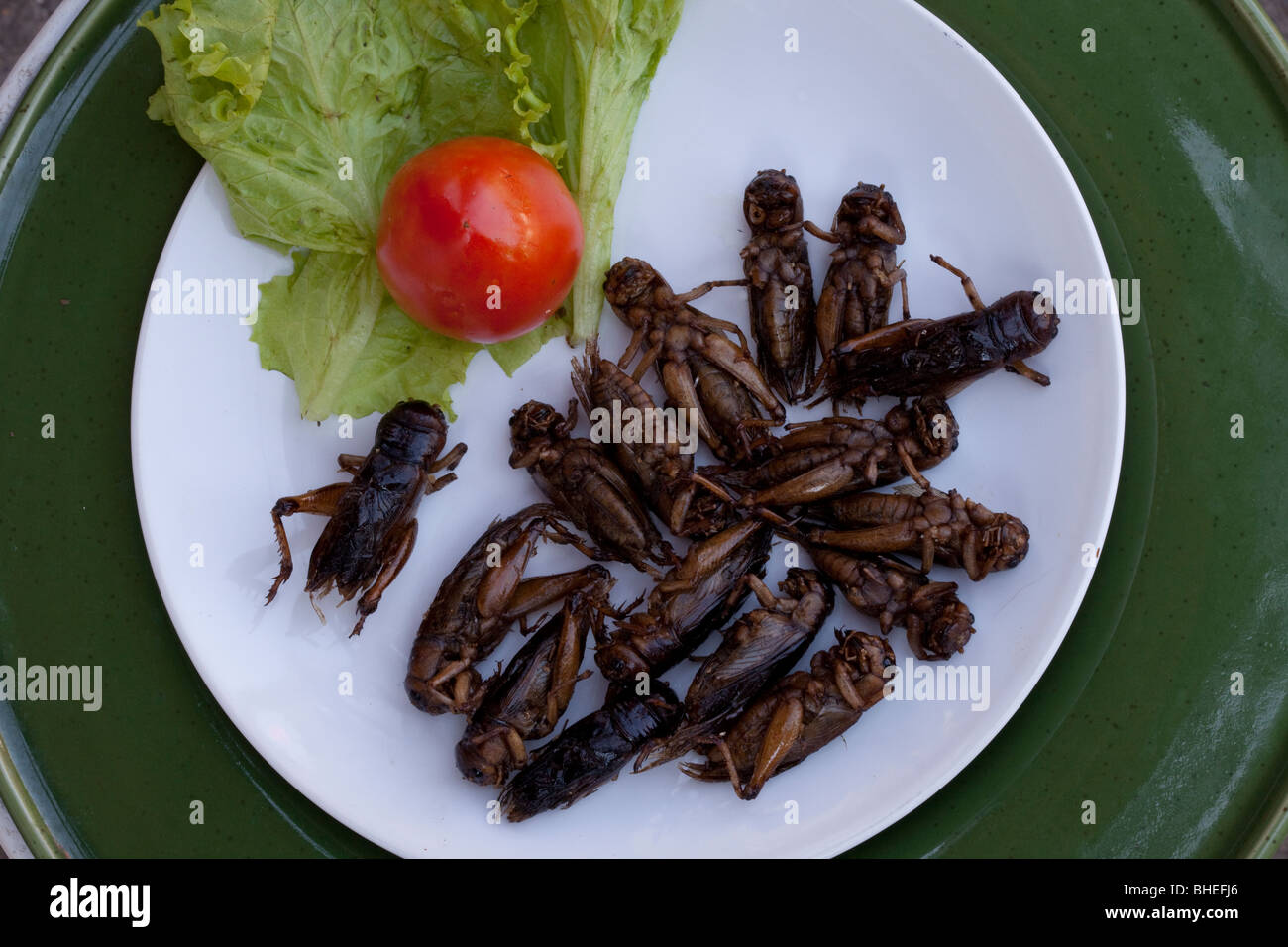 "Bush Tucker essen', Platte von essbaren Gebratene Insekten, Essen, Bug, Ernährung, lecker, Bio, als am Straßenrand verkauft in Chiang Mai, Nordthailand, Stall. Stockfoto