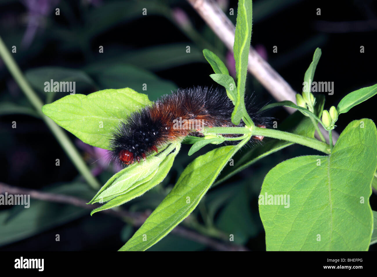 Australische Tiger Moth Raupe / Woolly Bär -? Phaos Aglaophora-Close-up von Kopf - Familie Arctiidae Stockfoto