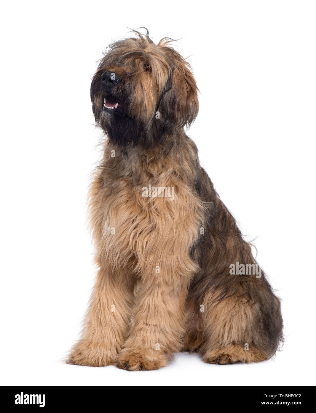Briard Hund, 9 Monate alt, sitzt vor weißem Hintergrund Stockfoto