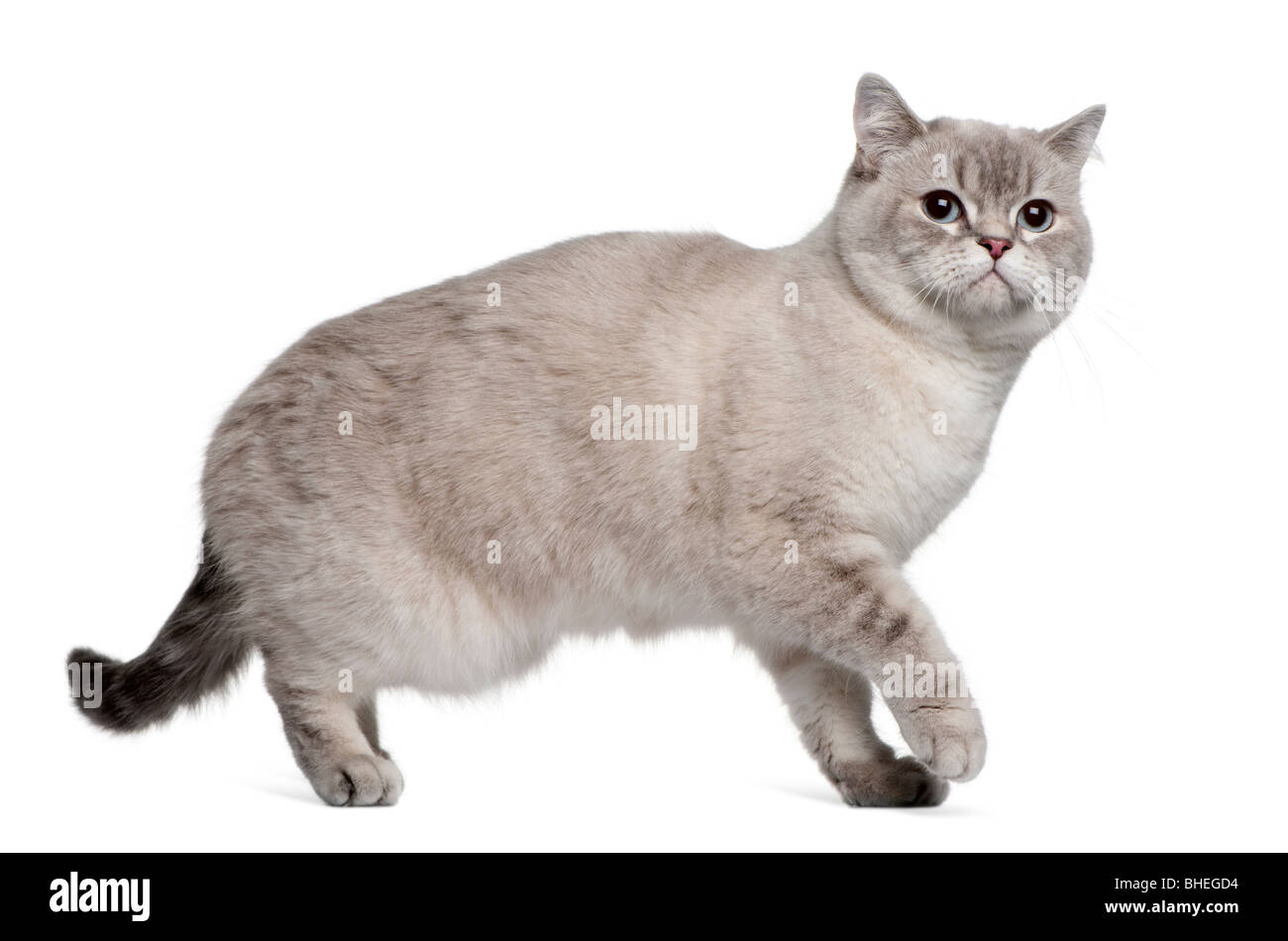 Britisch Kurzhaar Katze, 15 Monate alt, vor einem weißen Hintergrund Stockfoto