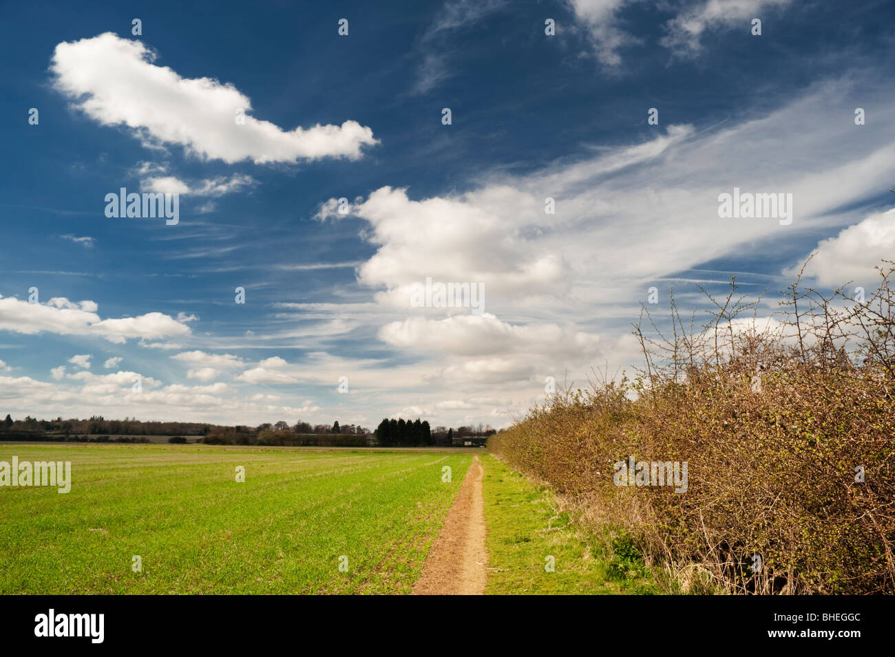 Öffentlichen Fußweg durch ein Feld in der Nähe von Bainton, Cambridgeshire, Ende März Stockfoto