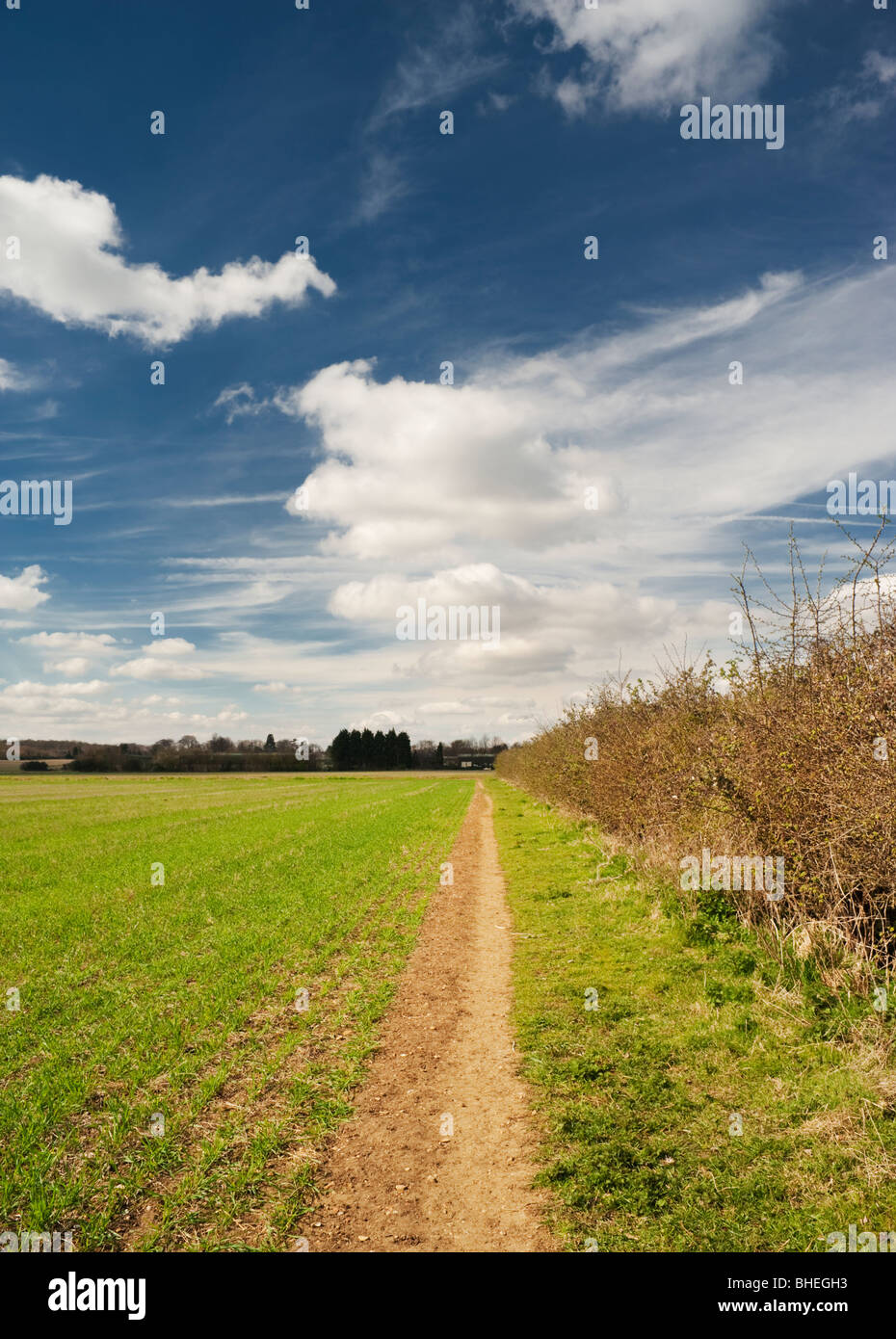 Öffentlichen Fußweg durch ein Feld in der Nähe von Bainton, Cambridgeshire, Ende März Stockfoto