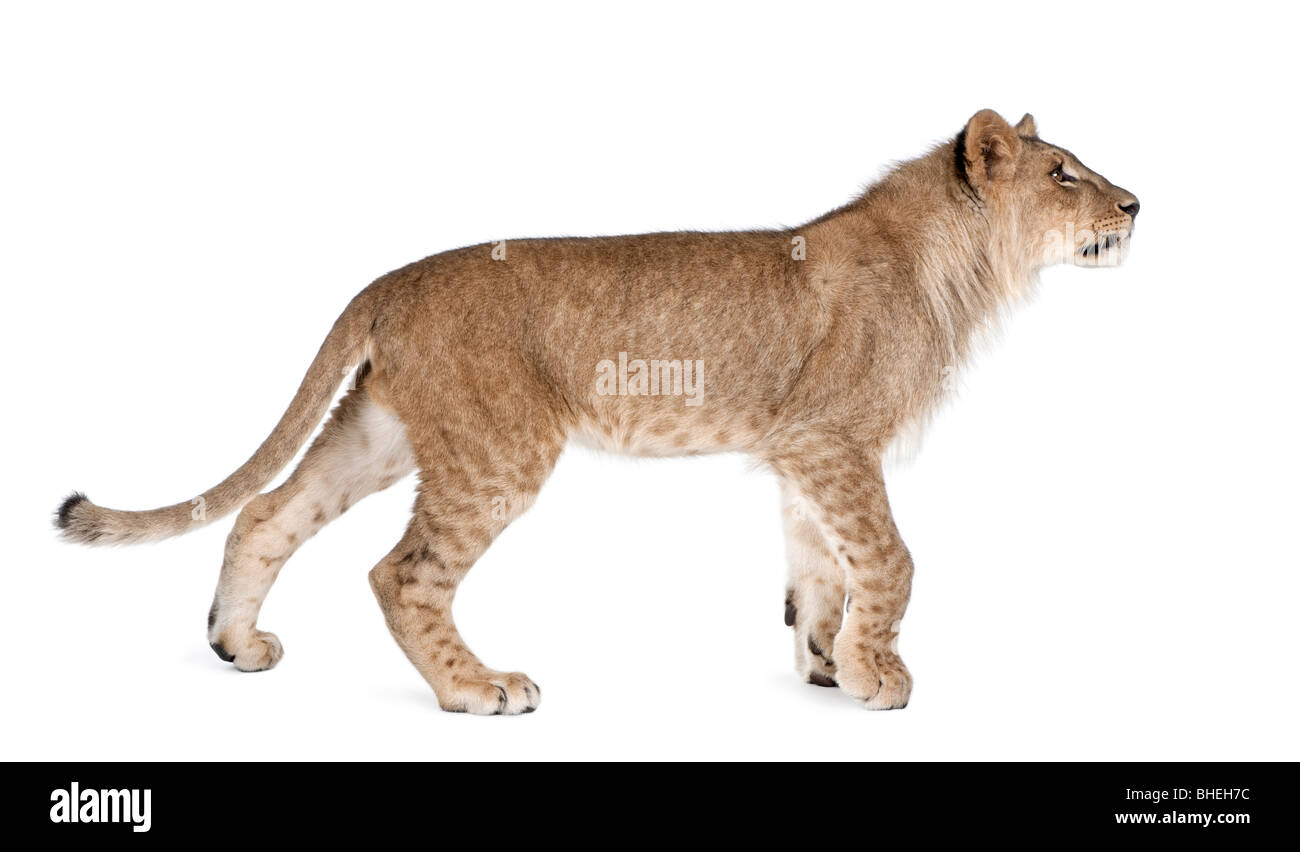 Lion, Panthera Leo, 9 Monate alt, zu Fuß vor einem weißen Hintergrund, Studio gedreht Stockfoto