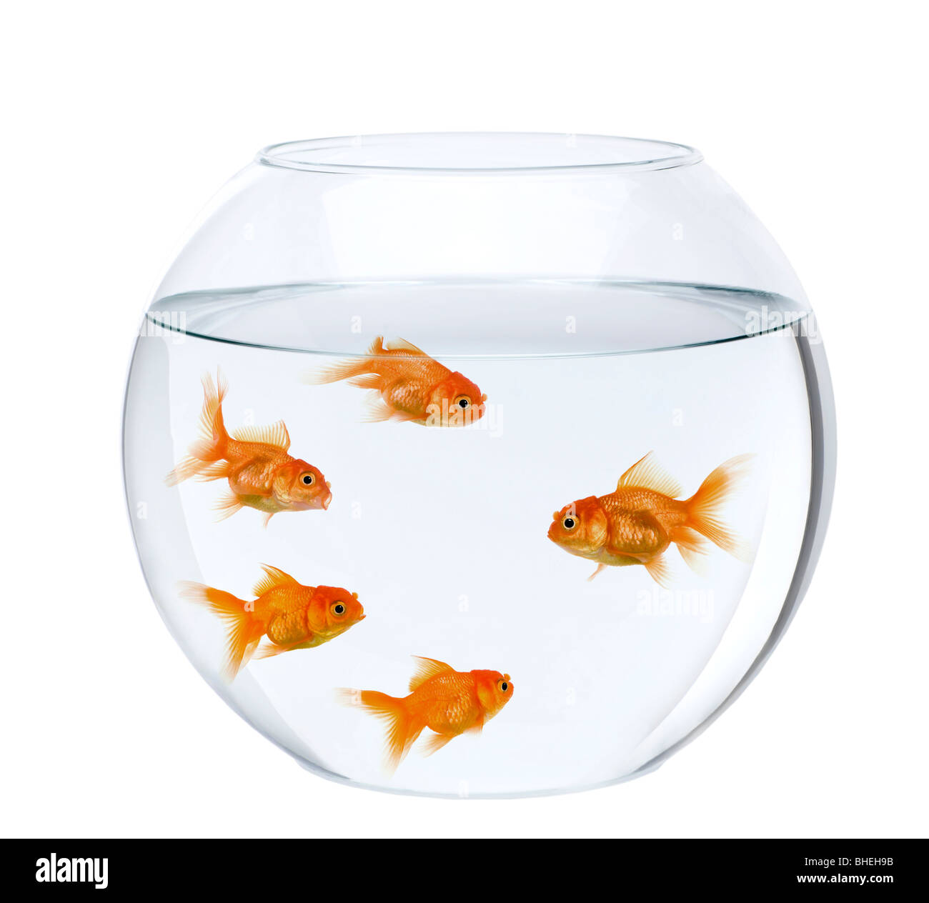 Fünf Goldfisch im Goldfischglas, vor weißem Hintergrund Stockfoto