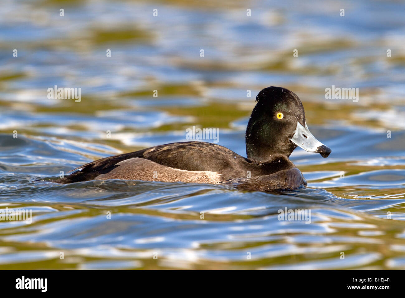 Reiherenten; Aythya Fuligula; Weiblich Stockfoto