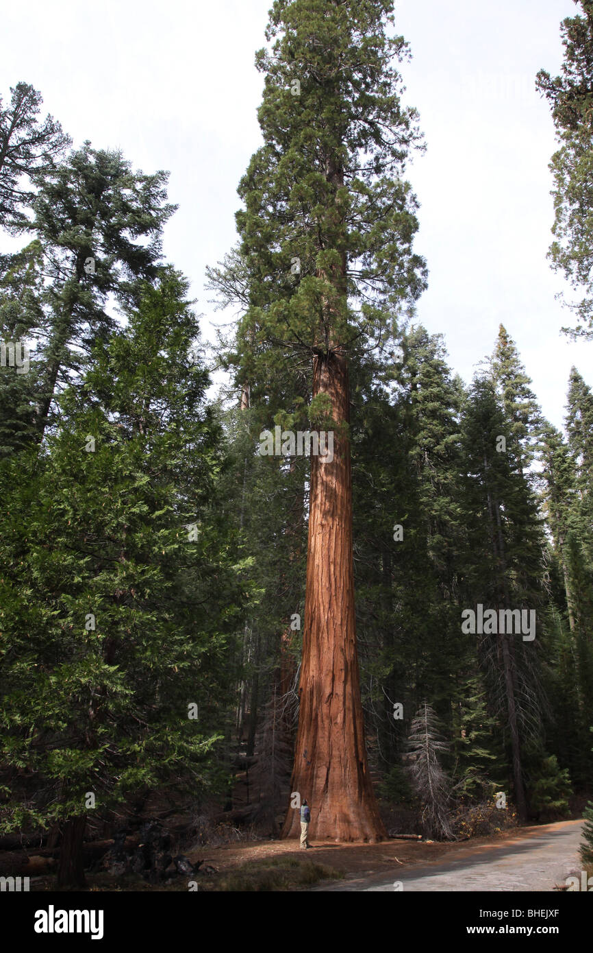 Sequoia Baum Wanderer Mariposa Grove Yosemite-Nationalpark Stockfoto