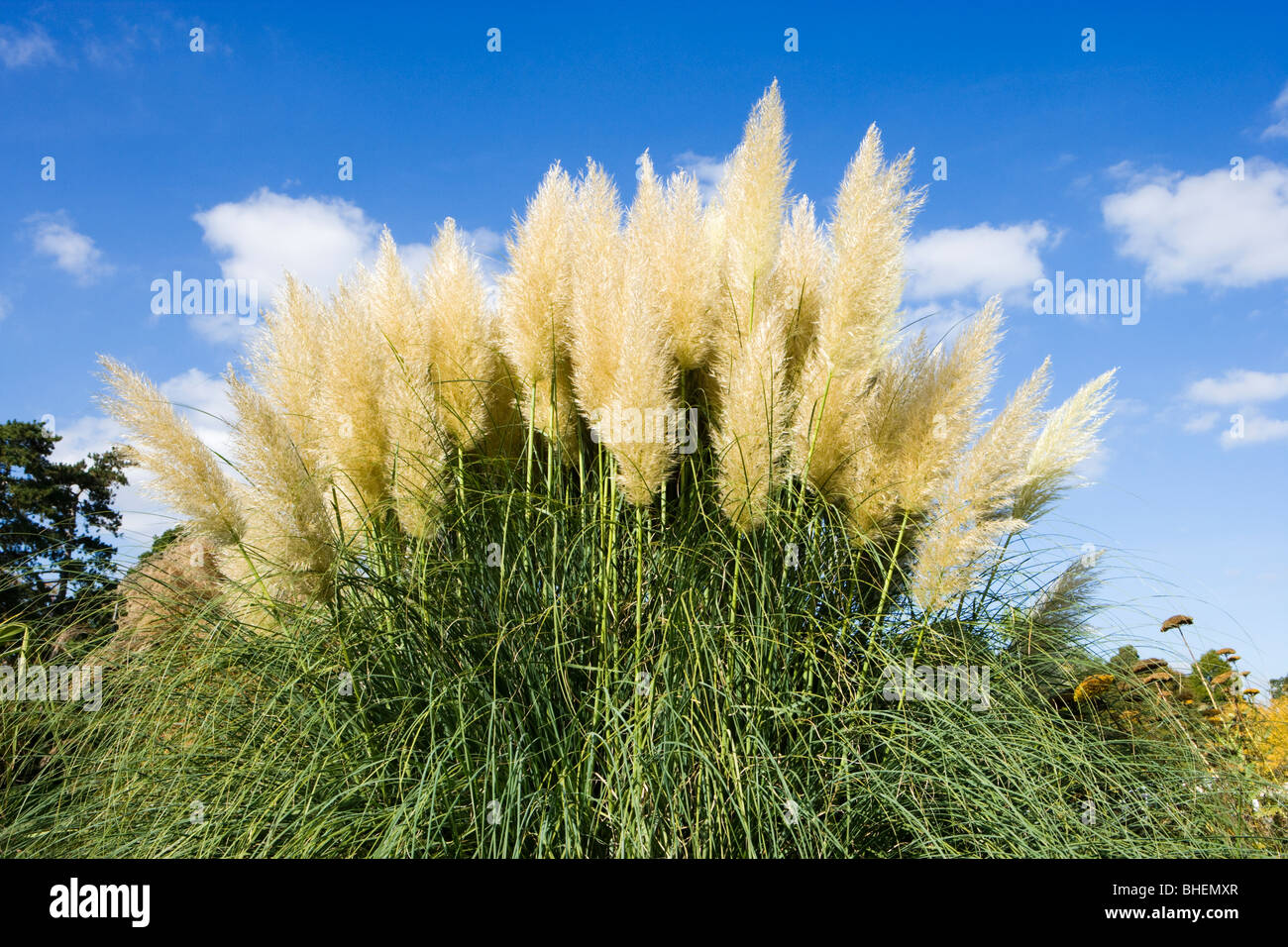 Pampasgras Cortaderia Selloana. UK-Garten. Stockfoto