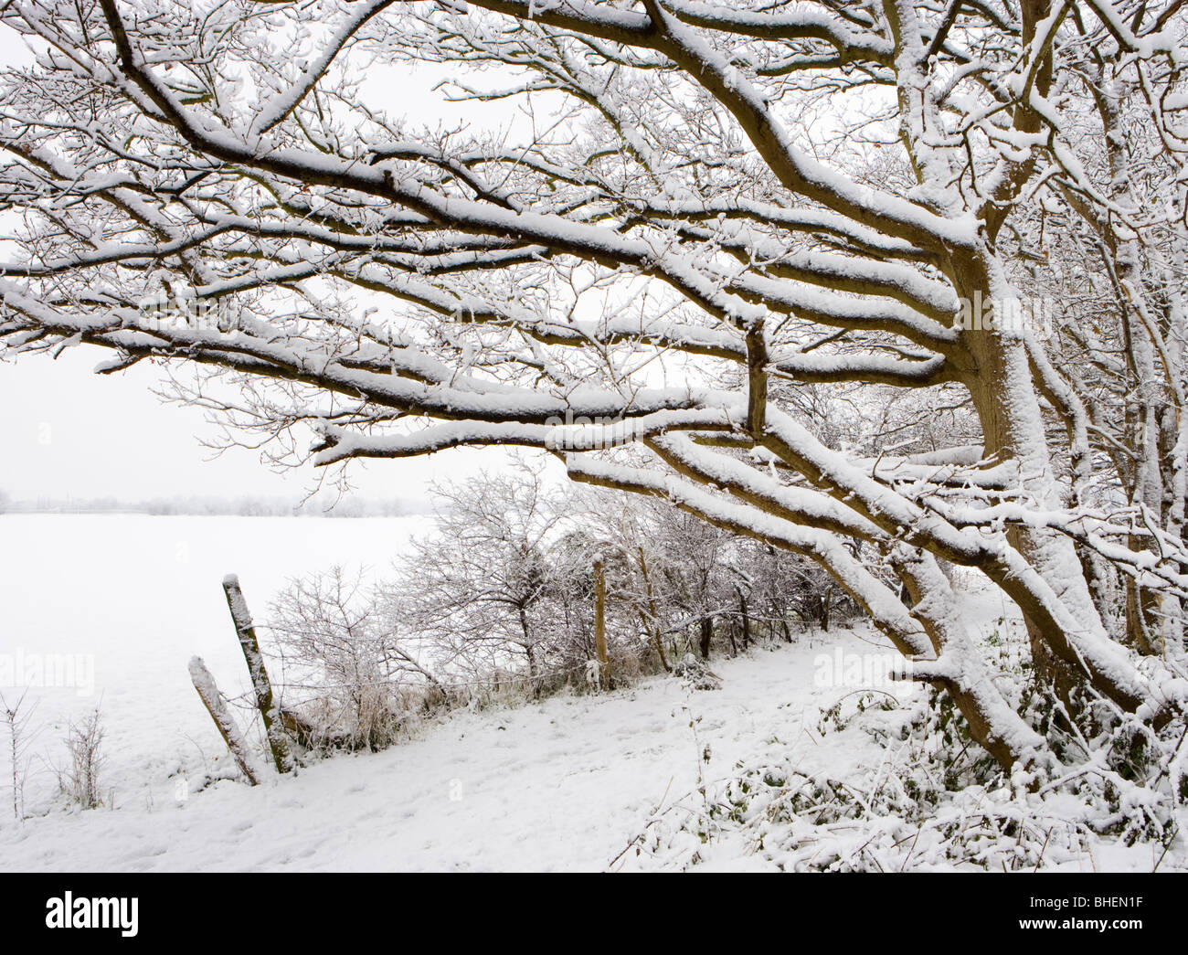 Bäume und Feld im Winter. Send, Surrey, UK. Stockfoto