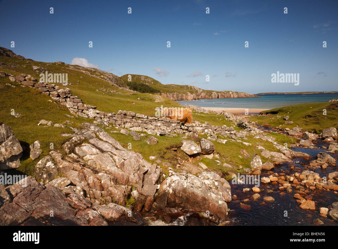 Hochlandkuh am Meer, Sutherland, Schottland. Stockfoto