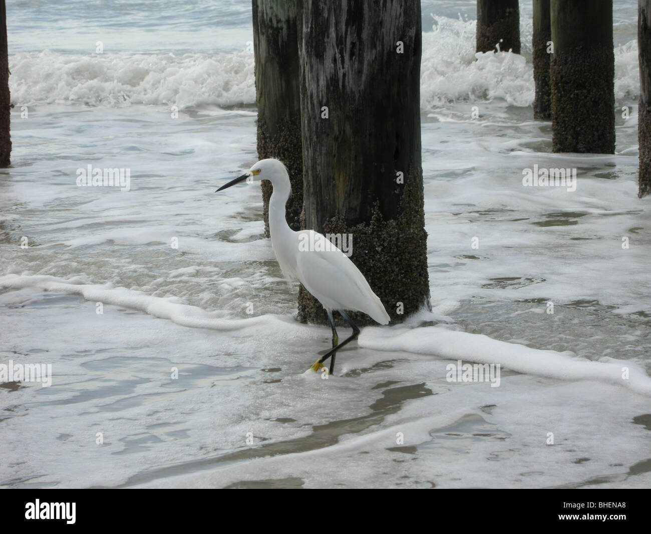 Weiße Reiher, Reiher am Strand von Naples Florida USA Stockfoto