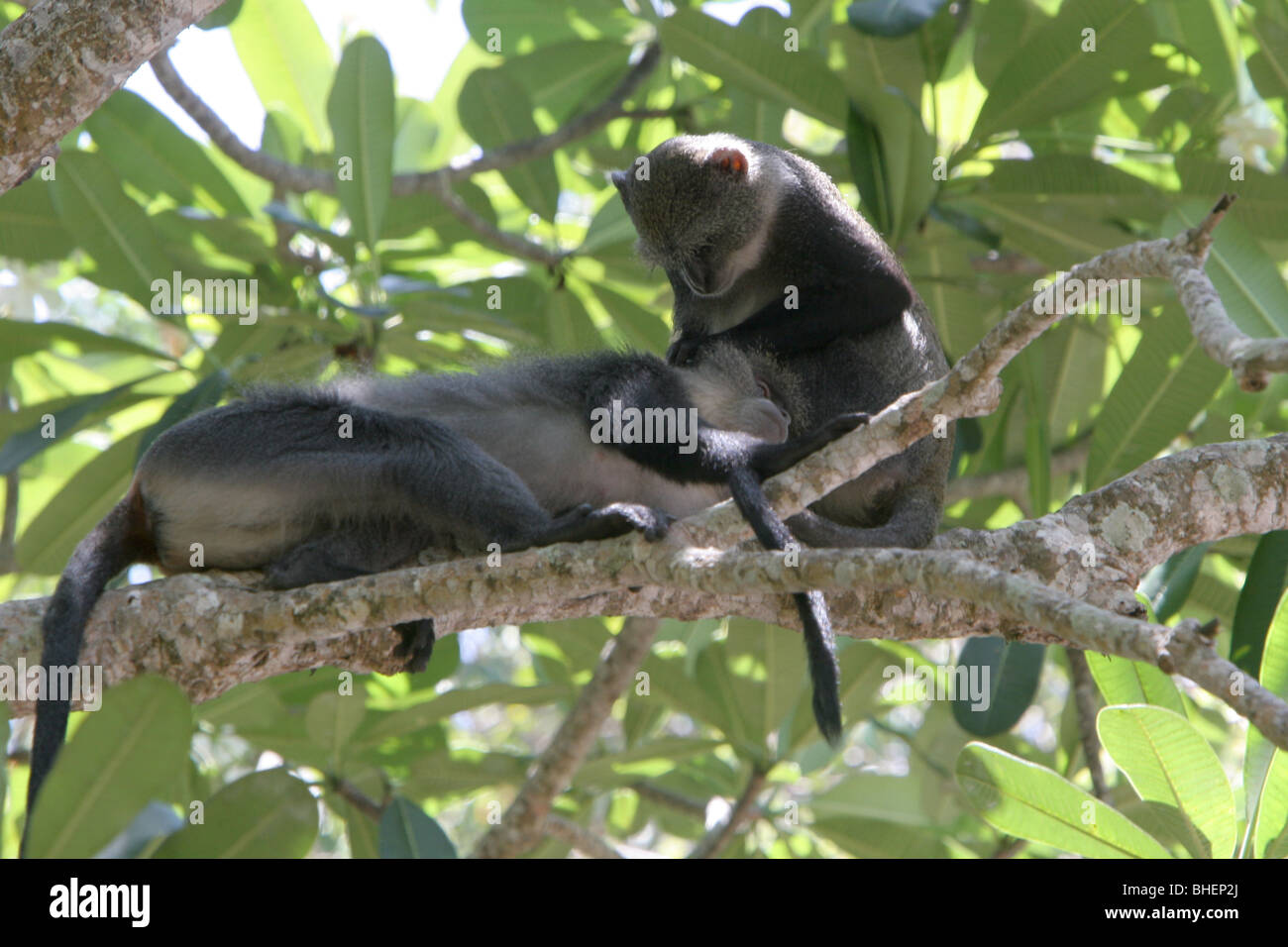Blaue Sykes Affen (grüne Mitis Albogularis) Pflege im Colobus Trust Conservation Centre in Diani Kenia. Stockfoto