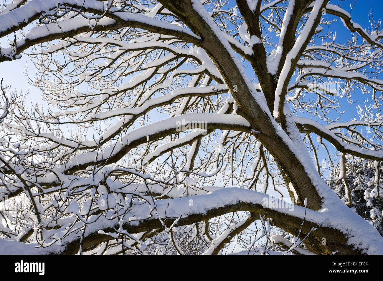 Schnee auf Baum, Surrey, UK Stockfoto