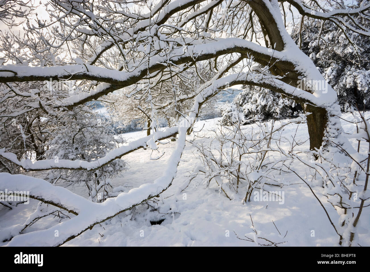 Schnee auf Baum, Surrey, UK Stockfoto