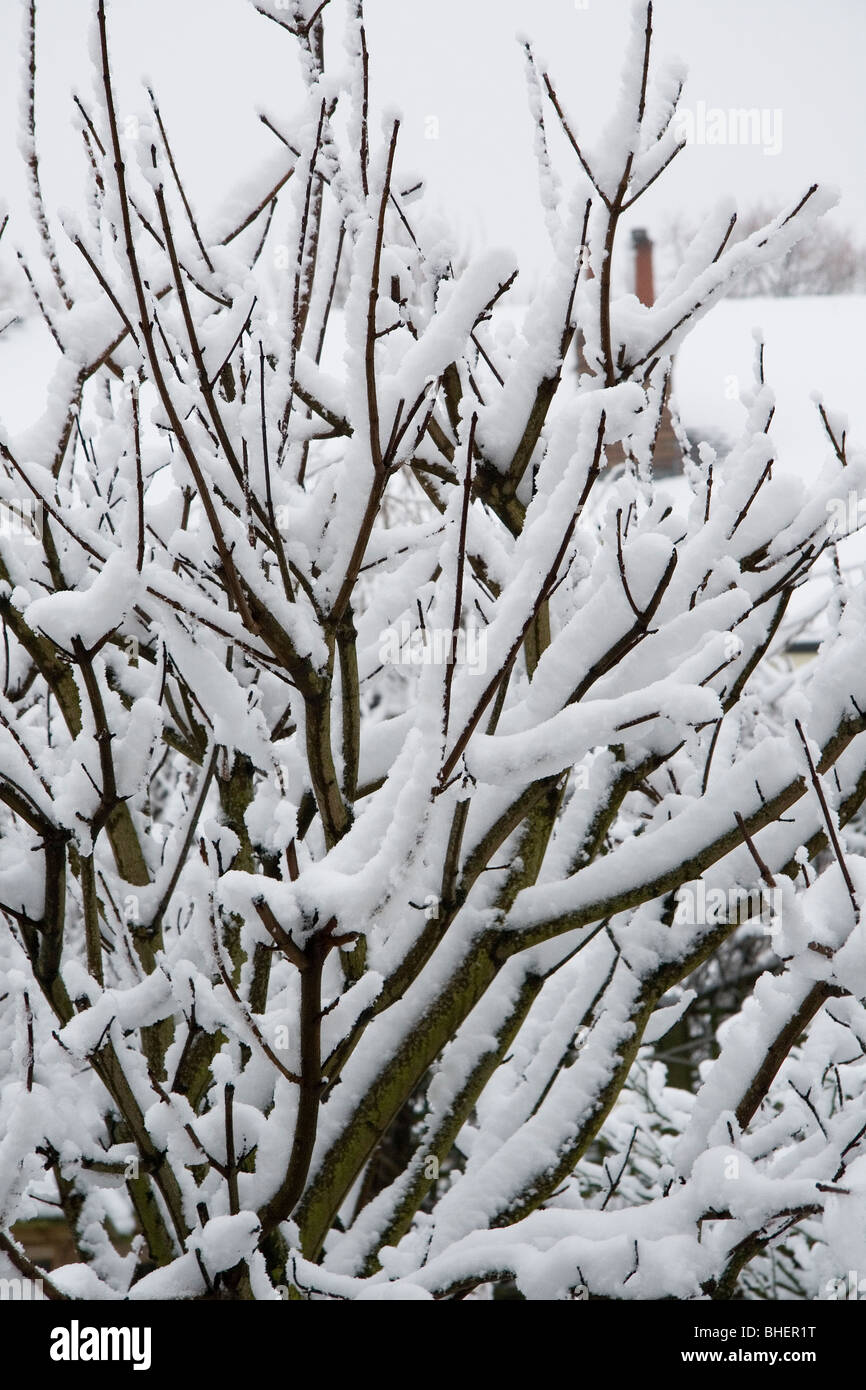 Verschneiten Garten hinter dem Haus Szene Stockfoto