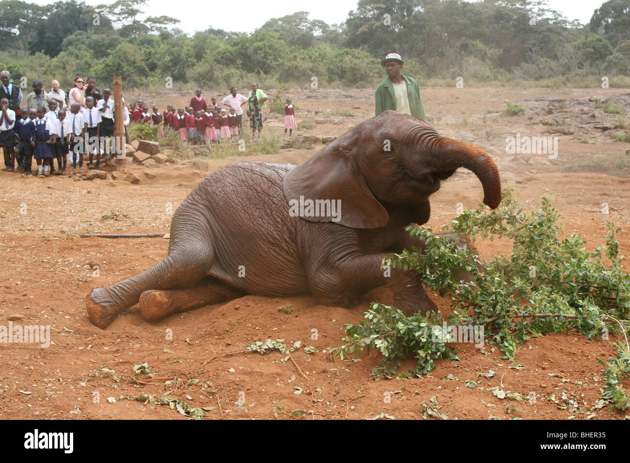 Junger Elefant bei Daphne Sheldrick Elephant Orphanage, in der Nähe von Nairobi Kenia. Stockfoto