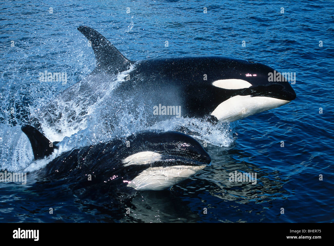 Orca Wale (Killerwale) Orcinus Orca schwimmen nebeneinander Stockfotografie  - Alamy