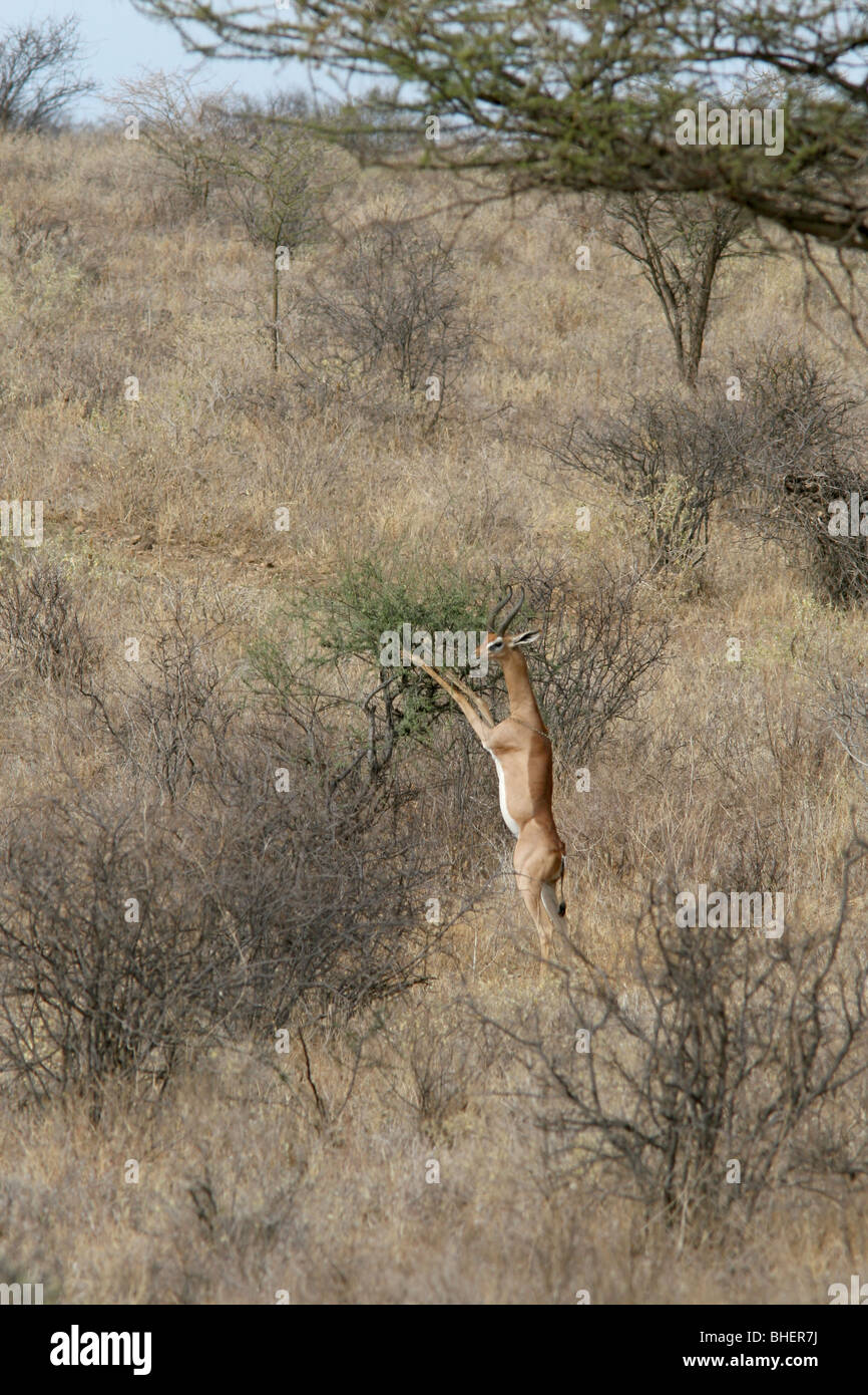 Gerenuk (Litocranius Walleri) Fütterung in Samburu National Reserve, Kenia. Stockfoto