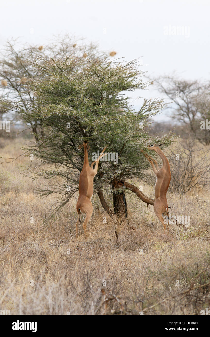 Gerenuk (Litocranius Walleri) Fütterung in Samburu National Reserve, Kenia. Stockfoto