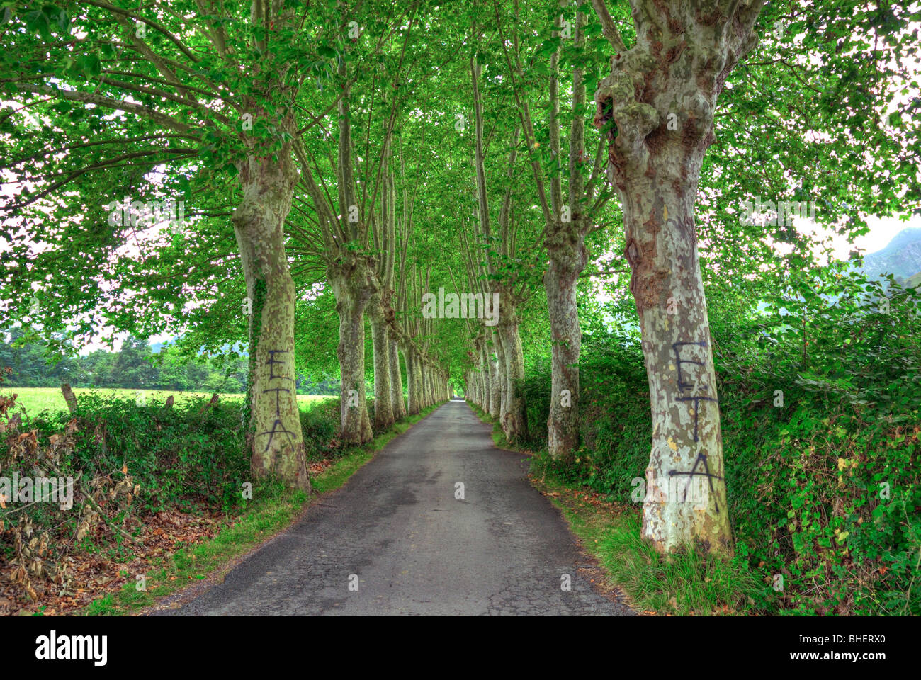 Platanen Allee markiert Bäume ETA baskische Heimat und Freiheit Organisation, Baskenland, Frankreich, Europa Stockfoto