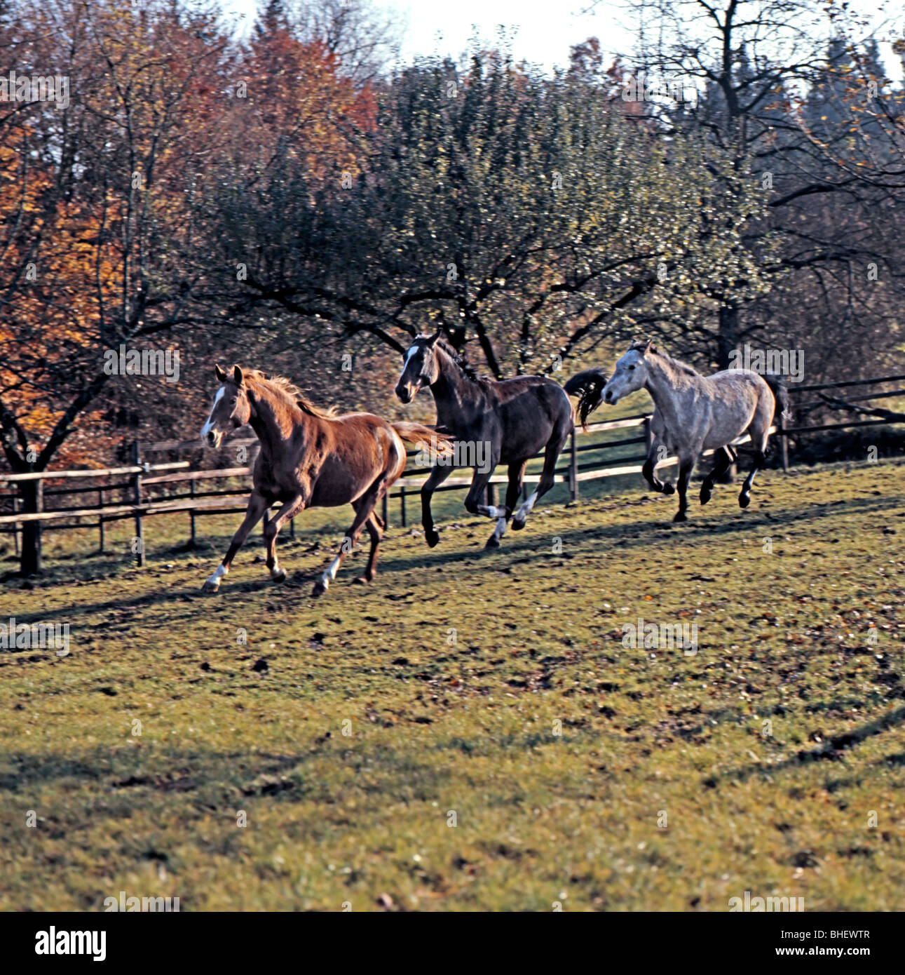 Drei Pferde schwarz, braun und grau im Galopp auf der Koppel Stockfoto