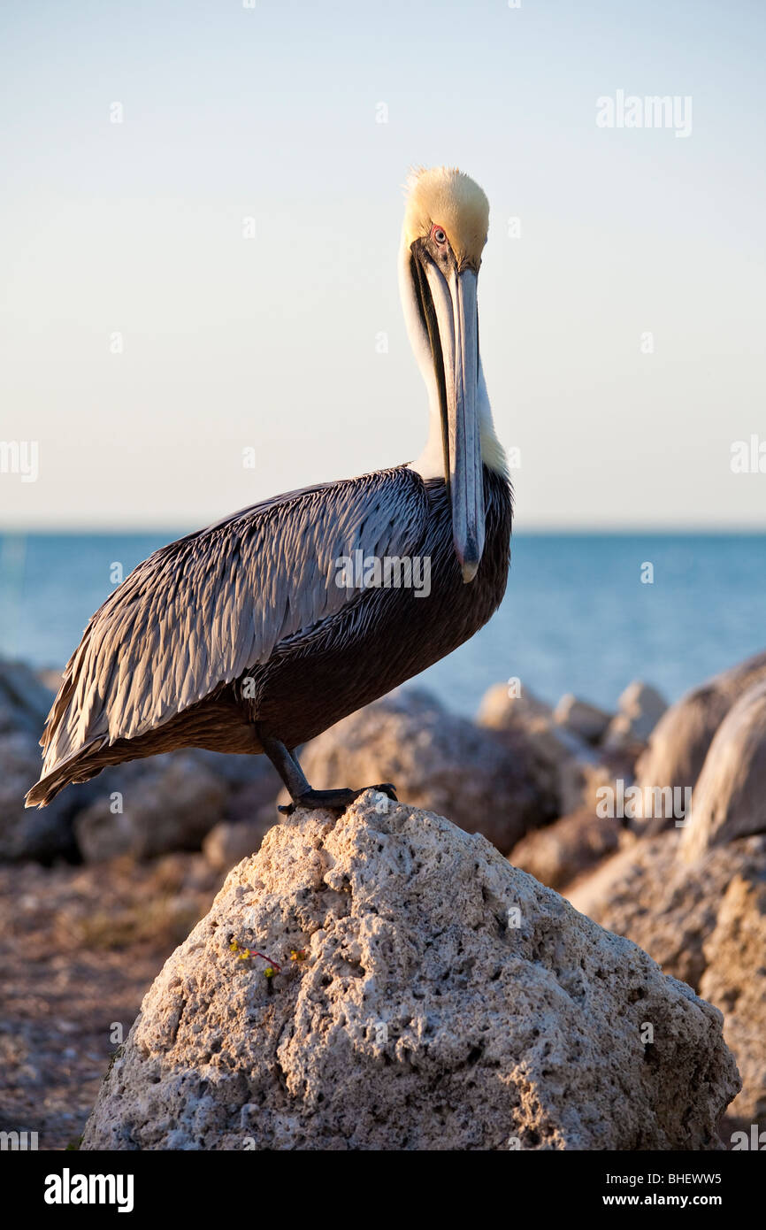 Brauner Pelikan (Pelecanus Occidentalis) thront auf Felsen entlang der Küste auf Grassy Key in Marathon, Florida Stockfoto