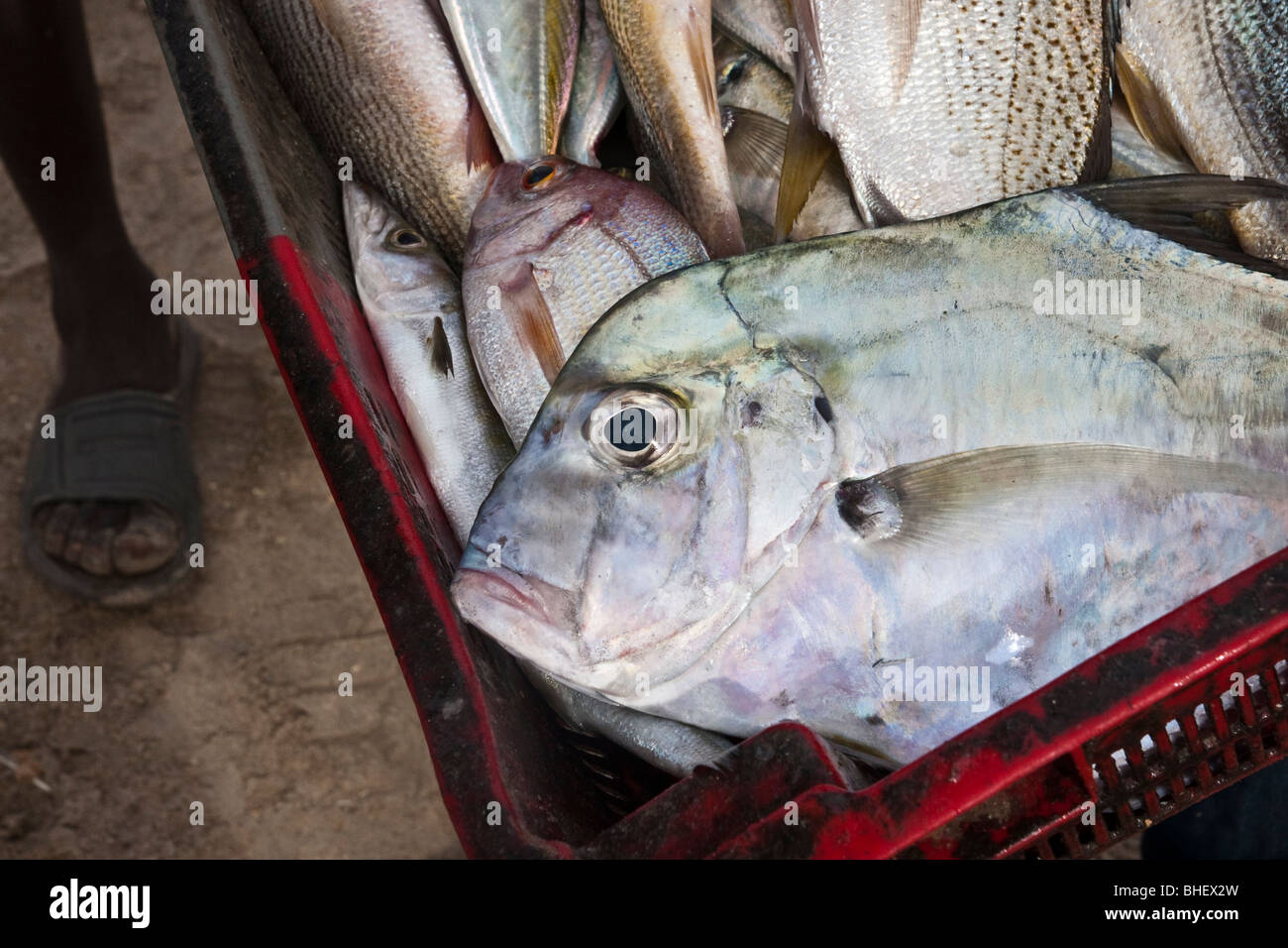 Fisch gefangen in Tanji Fischerdorf Gambia Afrika Stockfoto