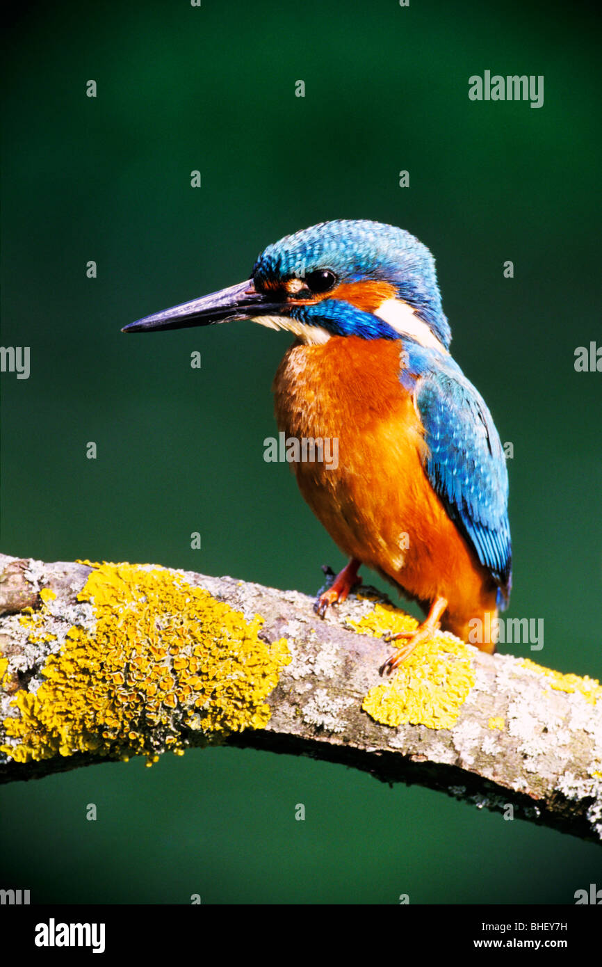Eisvogel (Alcedo Atthis) oder fliegende Juwel bei der Jagd auf Flechten Ast - Bayern/Deutschland Stockfoto