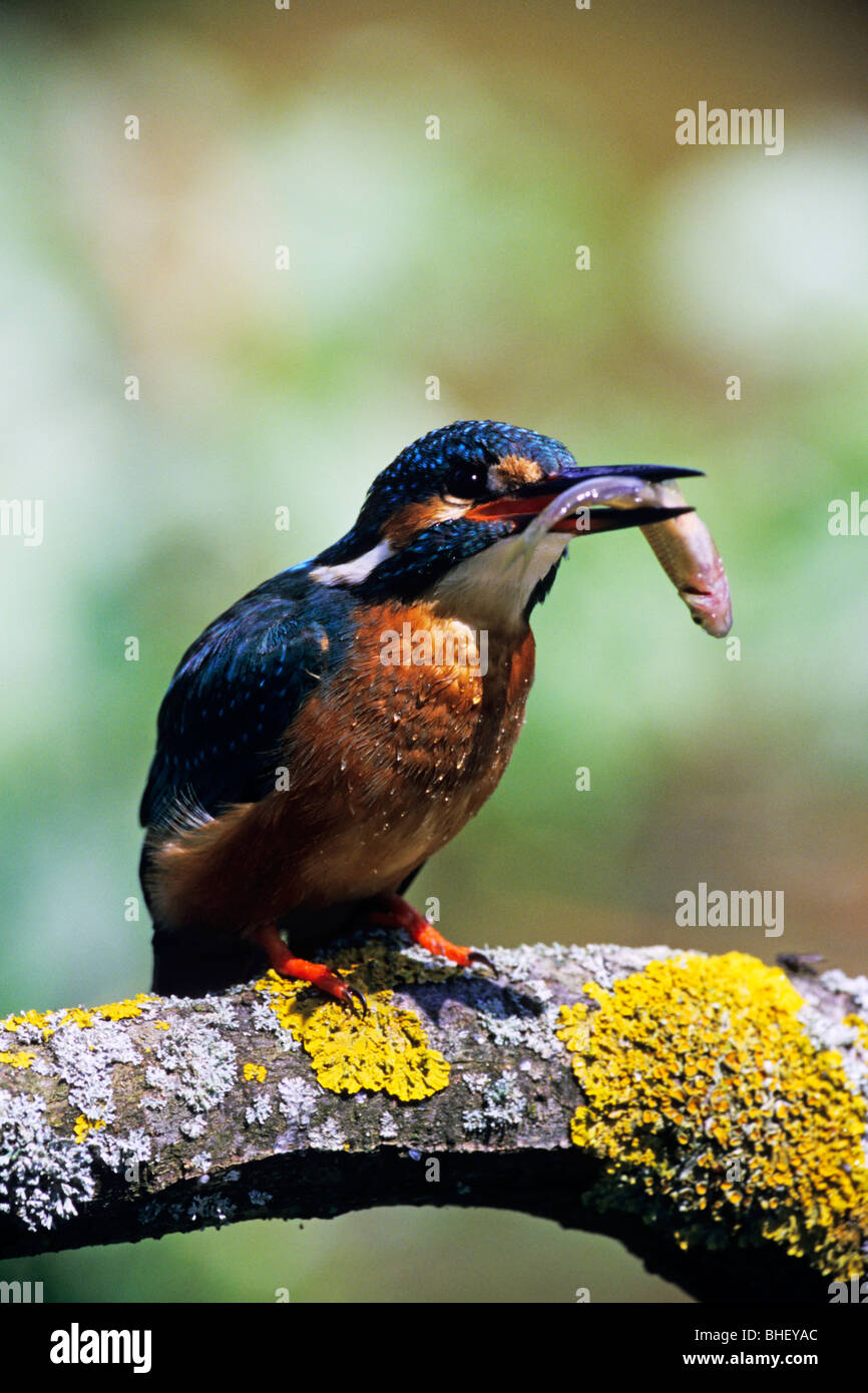 Eisvogel (Alcedo Atthis) auf Flechten Zweig mit Fisch - Bayern/Deutschland Stockfoto