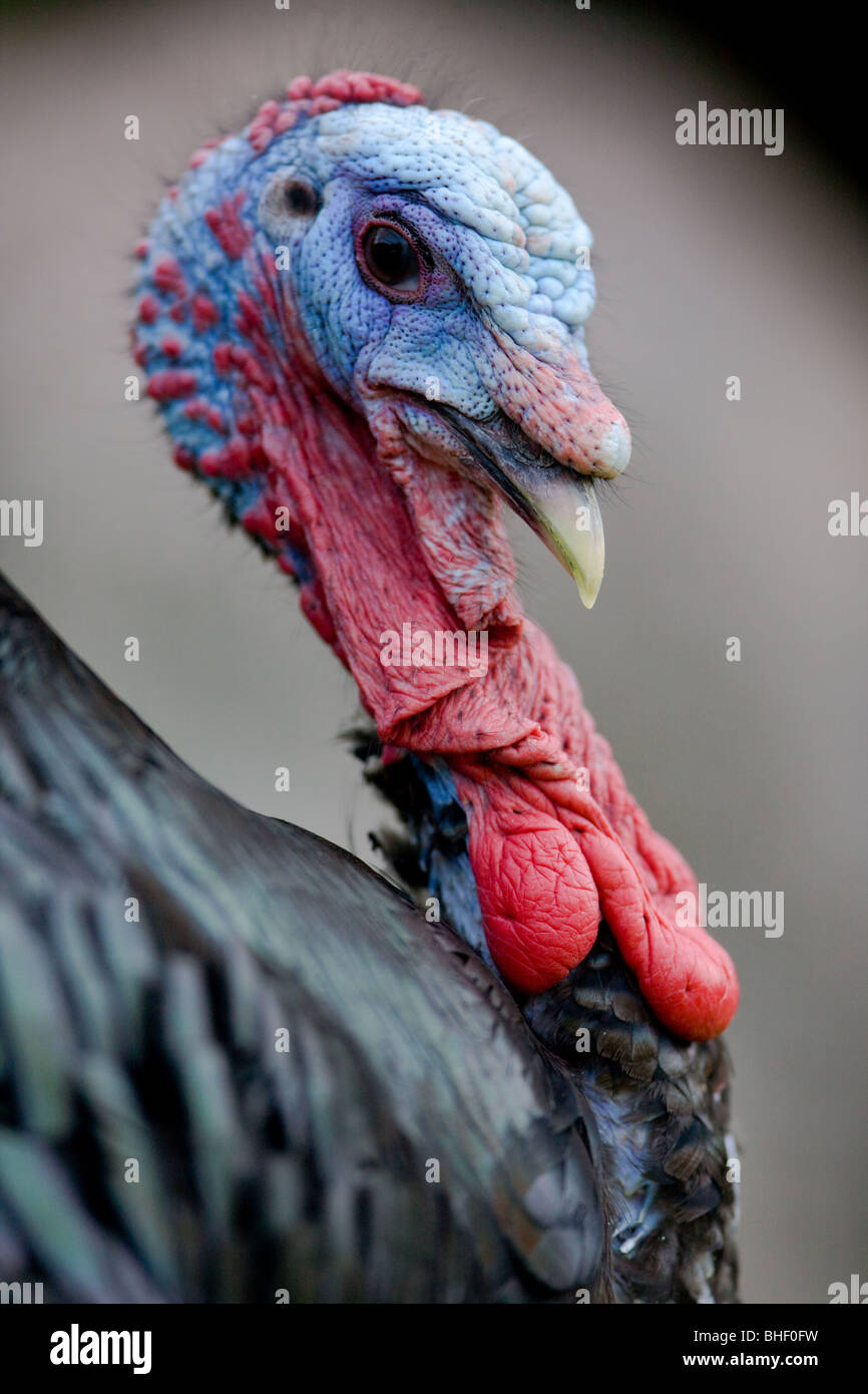 Wilder Truthahn Porträt - Meleagris gallopavo Stockfoto
