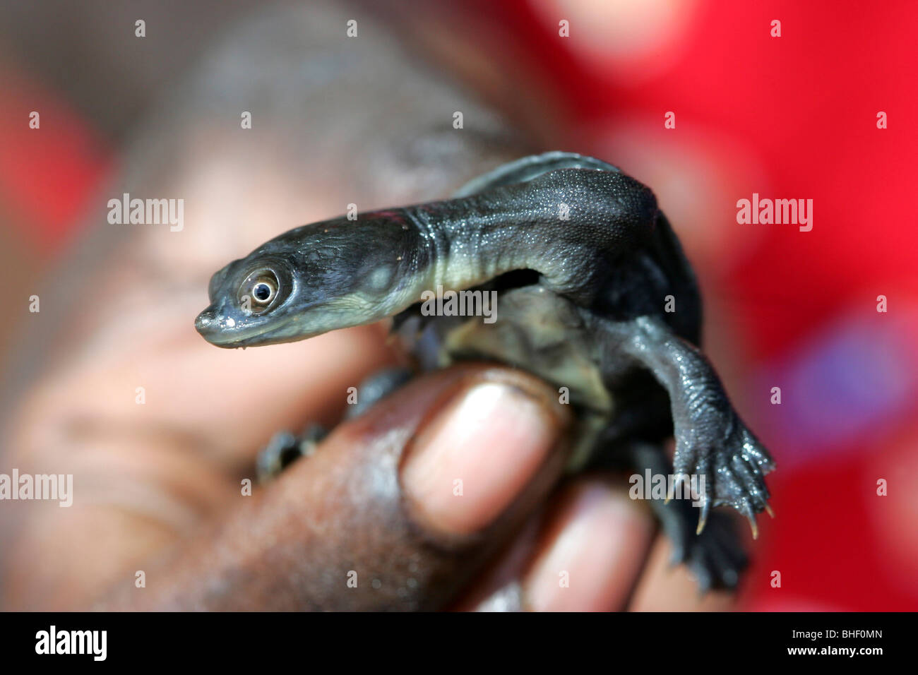 Baby-Langhals-Schildkröte Stockfoto