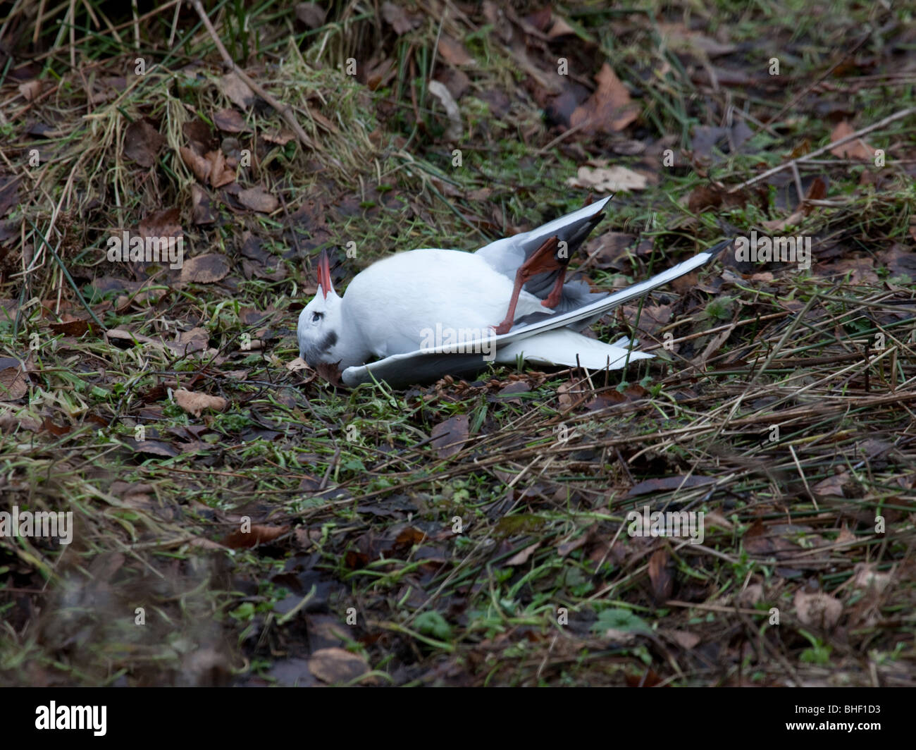 Black-Headed Gull Verhängnis (Larus Ridibundus) Stockfoto