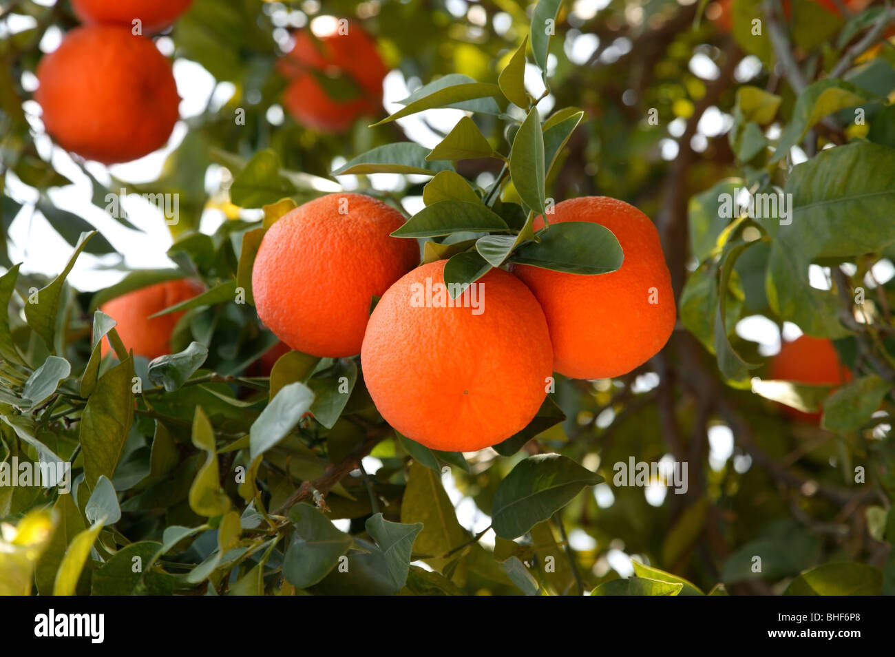 Frische, Reife Orangen wachsen auf Baum in Marrakesch, Marokko. Stockfoto