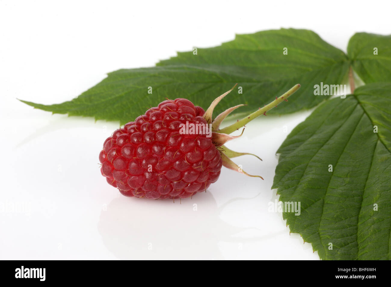Eine frische, Reife, organischen Loganberry mit Teil eines Blattes Loganberry, auf einem weißen Hintergrund. Stockfoto
