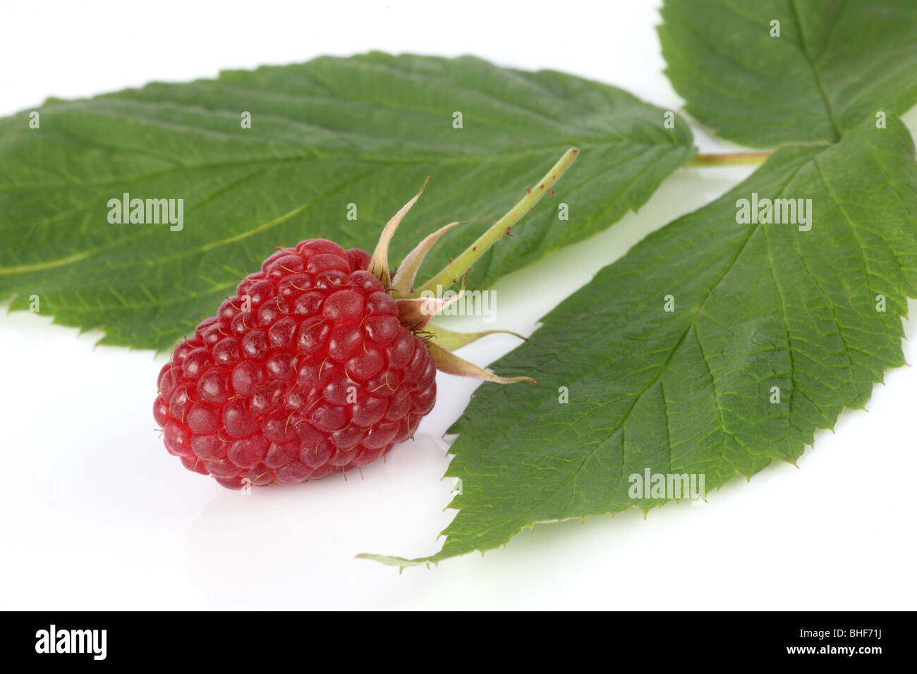 Einzelne frisch, reif, organische Loganberry und Blatt auf weißem Hintergrund. Stockfoto