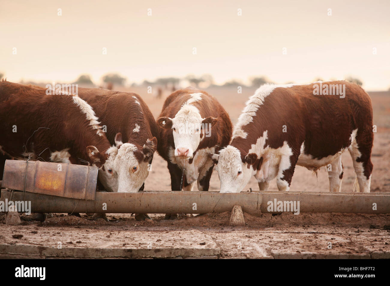 Rinder auf dem kargen Land Australien Stockfoto