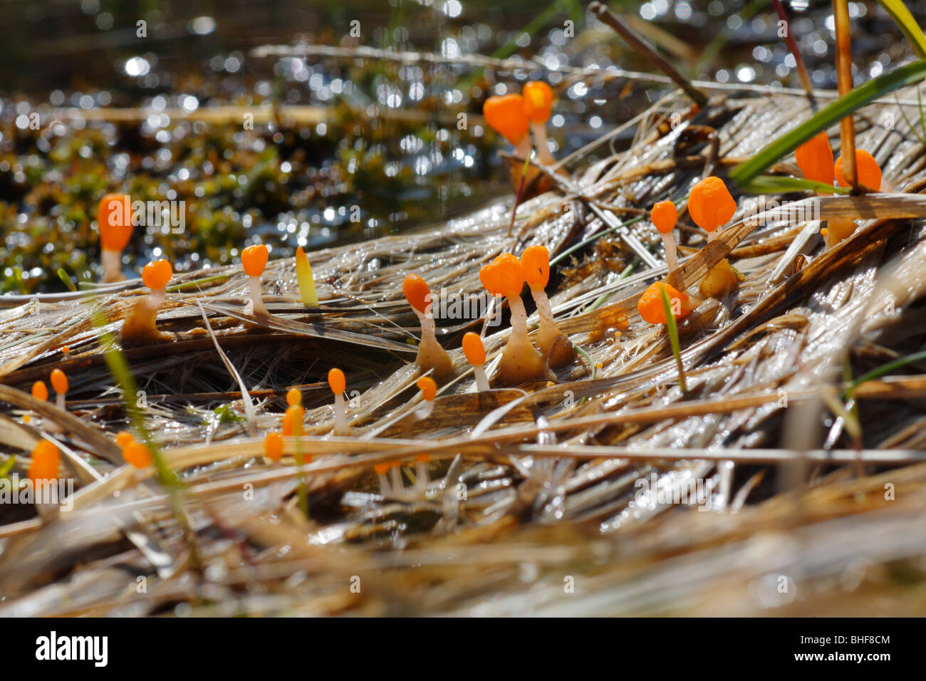 Bog Beacon Pilze (Mitrula Paludosa) wächst auf Pflanzenresten neben einem Moor-Pool. Powys, Wales. Stockfoto