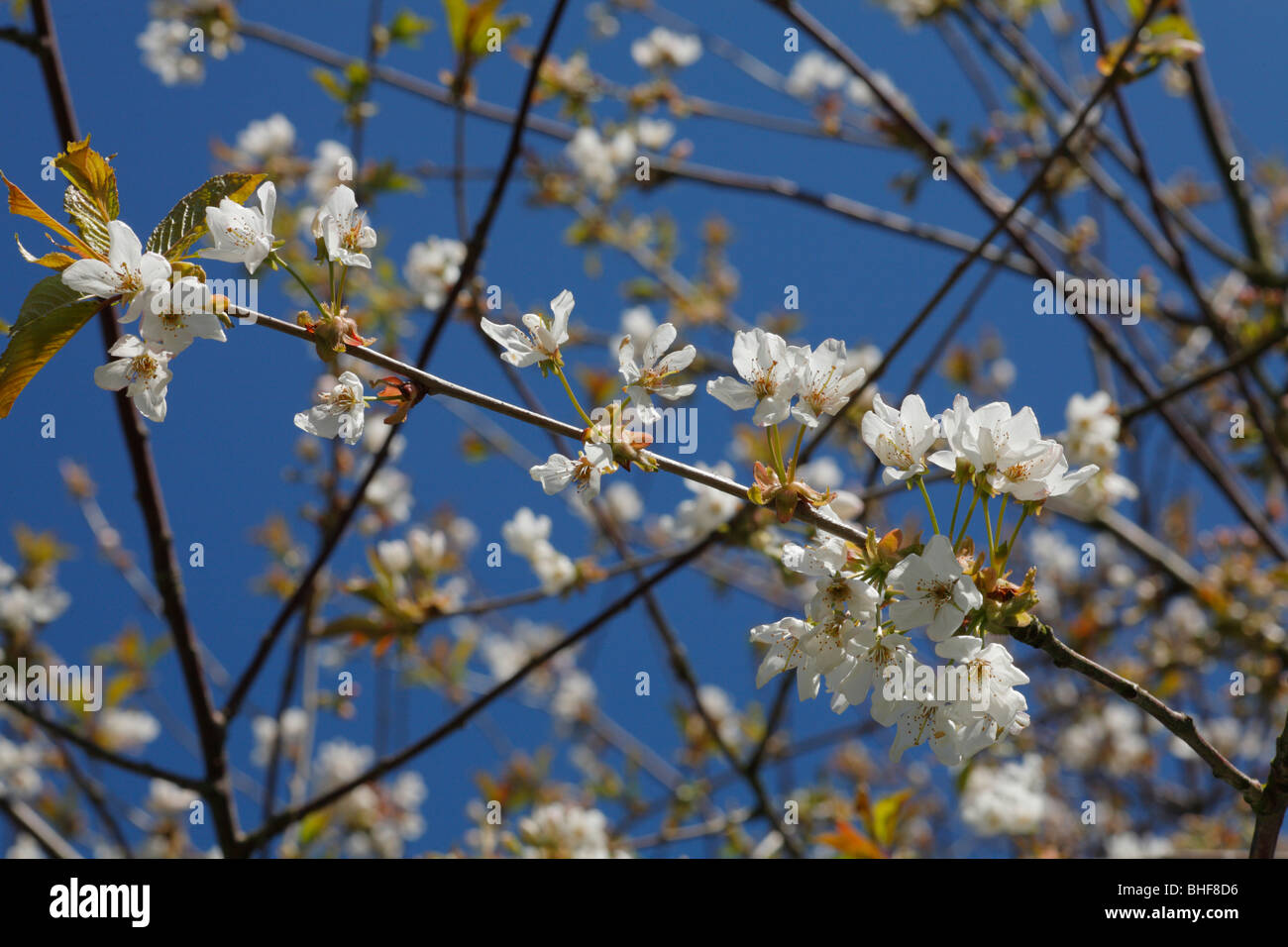 Blüten der Wildkirsche oder Gean (Prunus Avium) im Frühjahr. Stockfoto