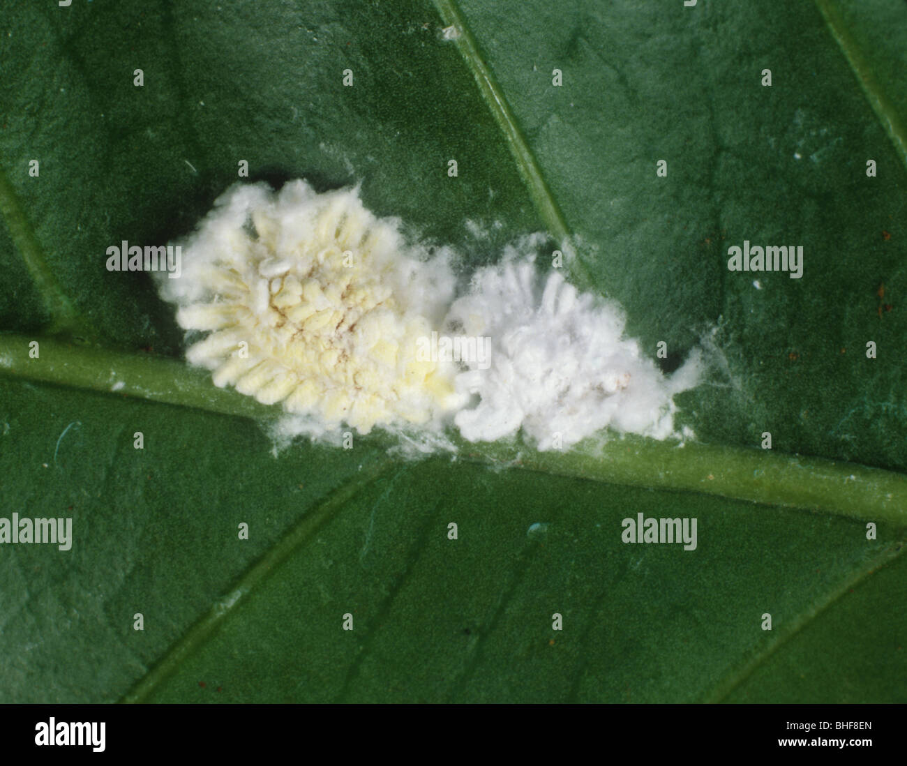 Cotton Kissenwaage Insekten (Icerya sp.) auf einem Kaffeeblatt, Kenia Stockfoto