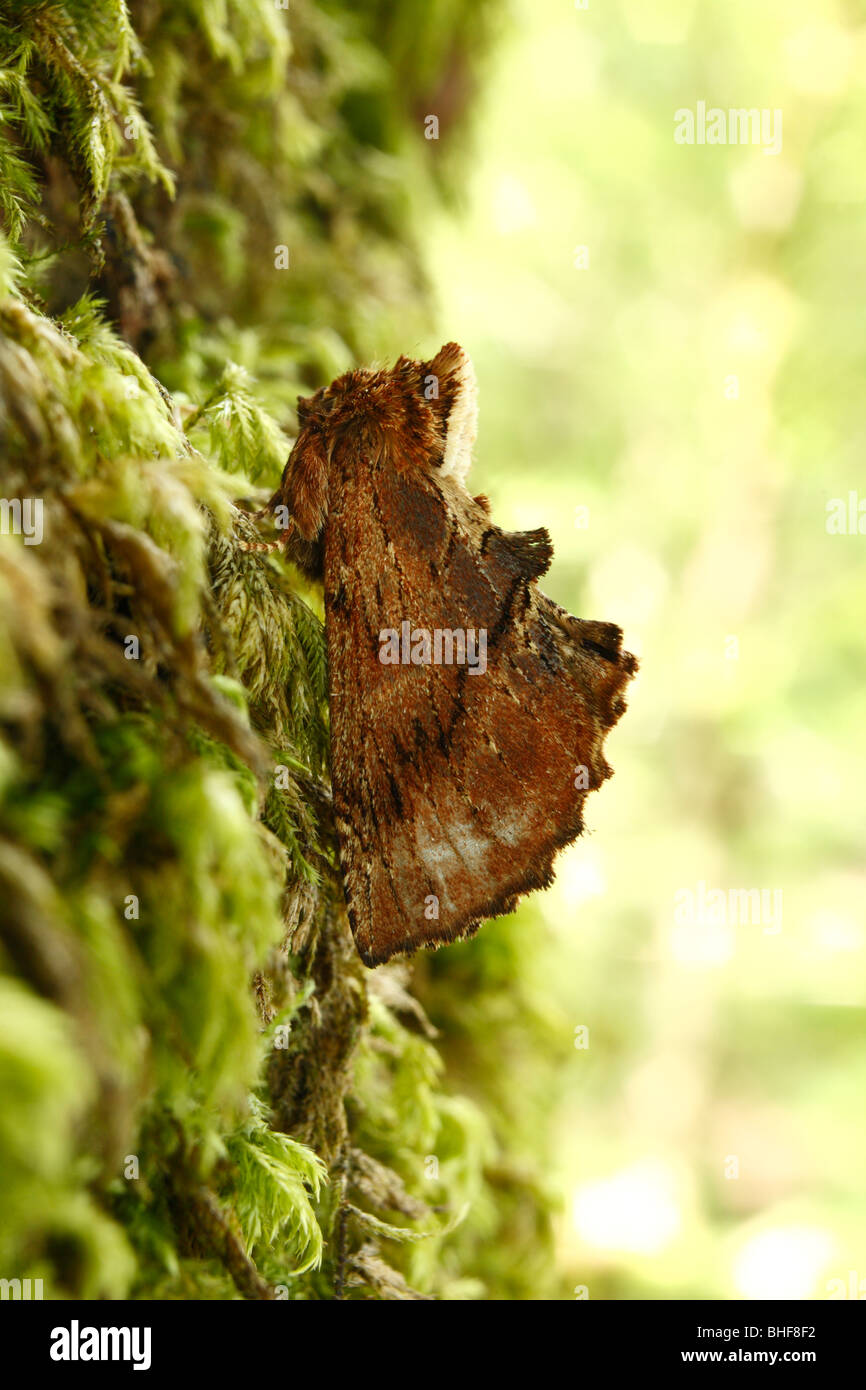 Coxcomb prominente Motte (Ptilodon Capucina). Powys, Wales. Stockfoto