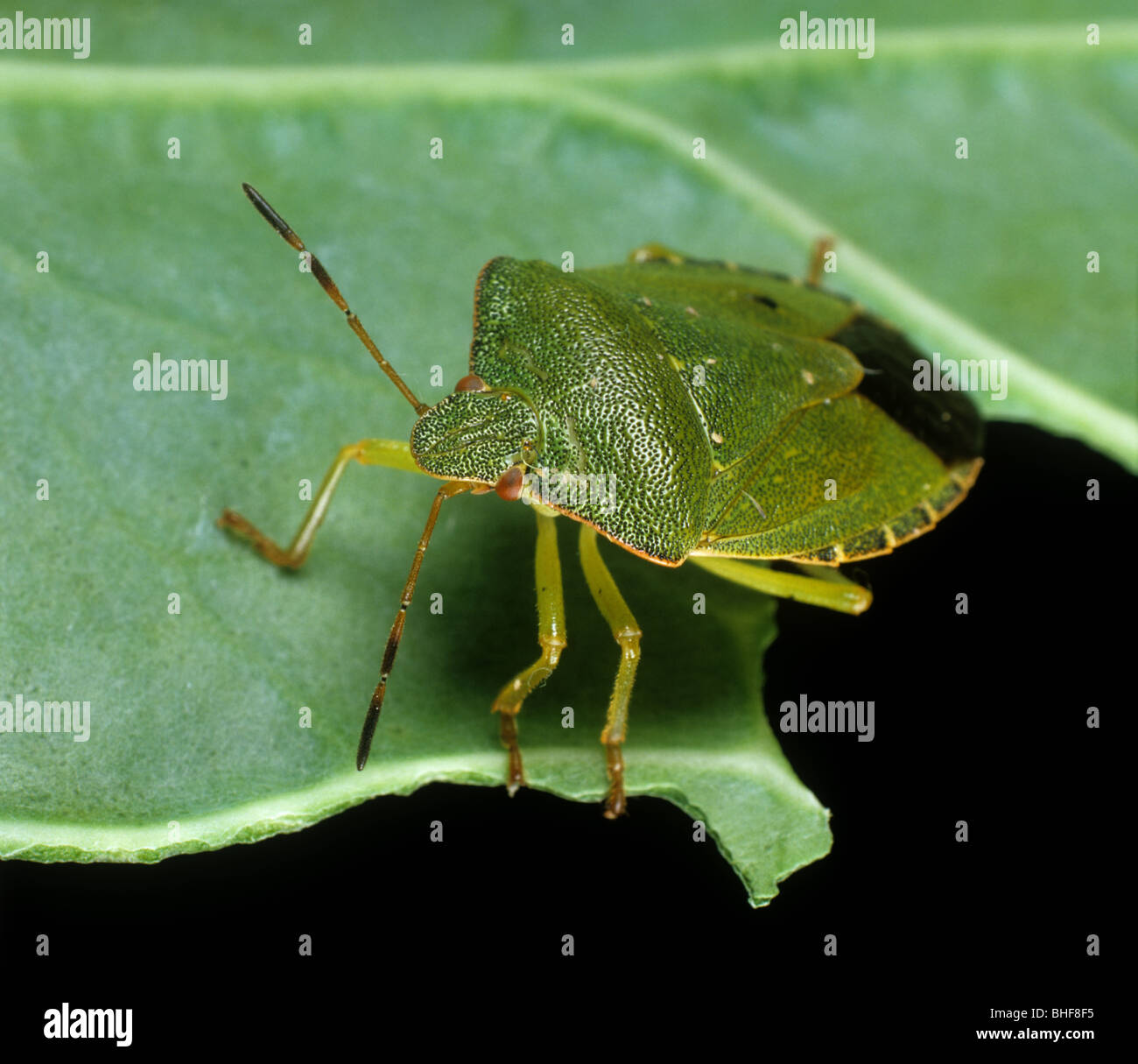 Grünes Schild Bug (Palomena Prasina) Erwachsenen auf einem Blatt Stockfoto
