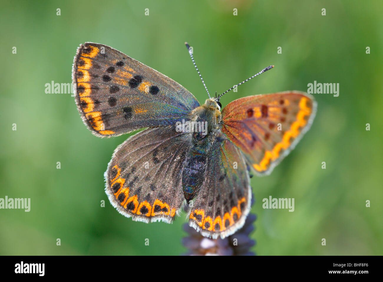 Weibliche rußigen Kupfer Schmetterling (Lycaena Tityrus) Porté Puymorens, Pyrénées-Orientales, Frankreich. Stockfoto