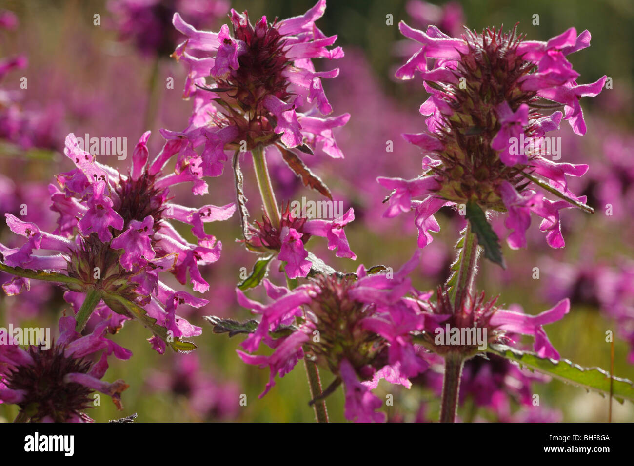Betony (Niederwendischen Officinalis) Blüte. Cumbria, England. Stockfoto