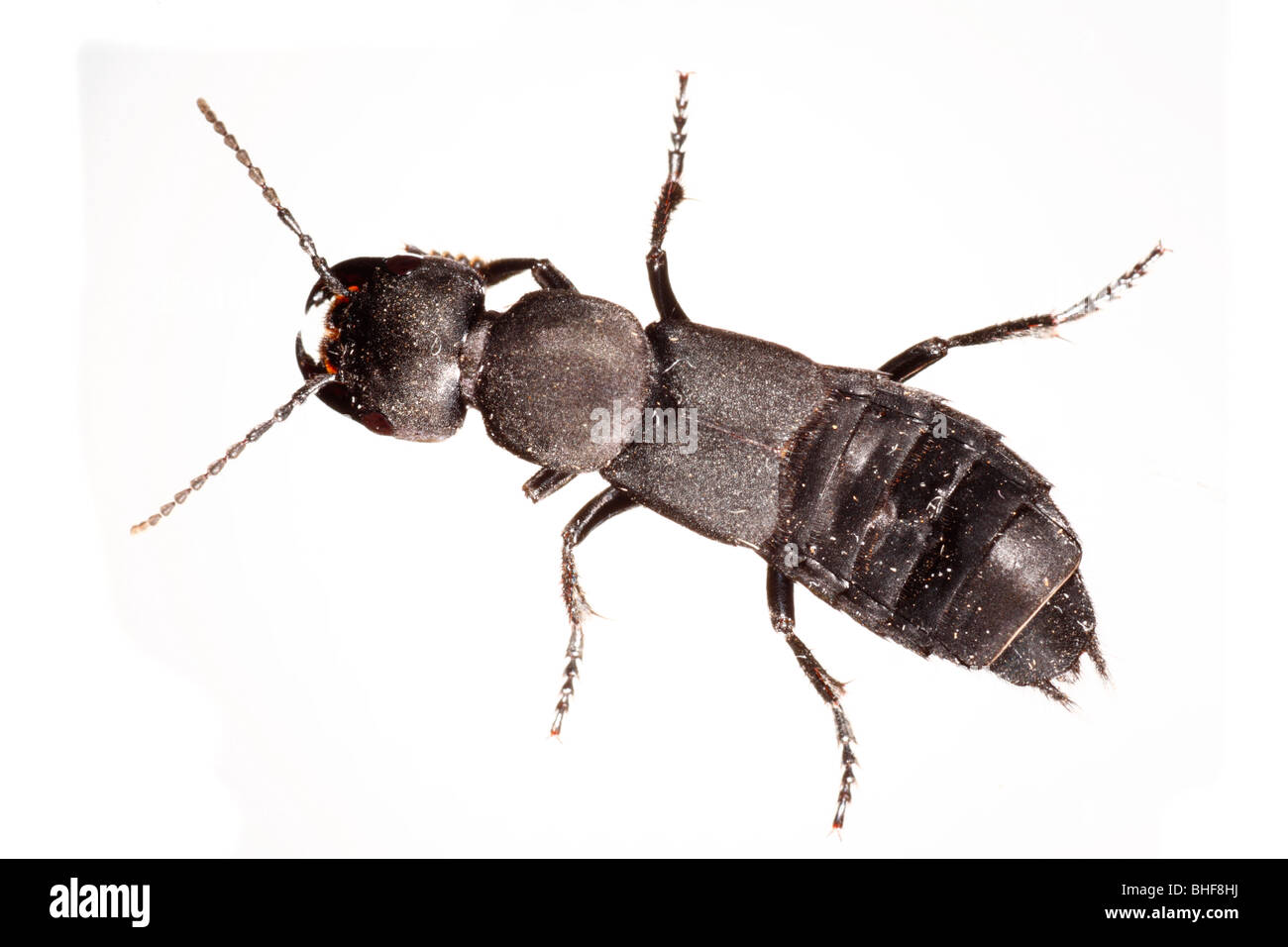 Des Teufels Coach Horse Käfer (Staphylinus Olens). Leben Sie Insekt vor einem weißen Hintergrund auf ein tragbares Studio fotografiert. Stockfoto