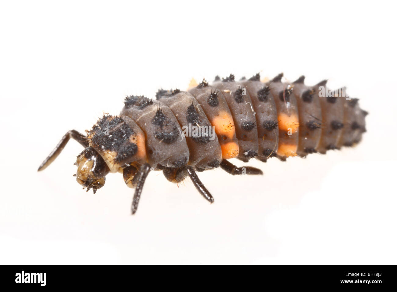 Ausgewachsene Larve ein 7-Punkt Marienkäfer Käfer (Coccinella Septempunctata). Stockfoto