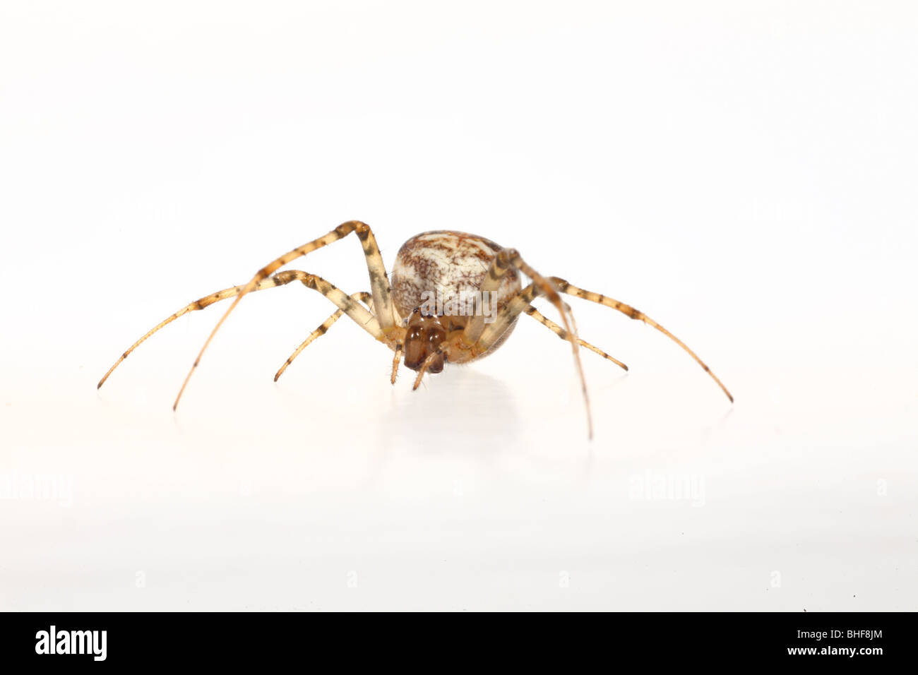 Spinne (Xysticus Cristatus) weibliche Krabbe. Leben Sie Spinne vor einem weißen Hintergrund auf ein tragbares Studio fotografiert. Stockfoto