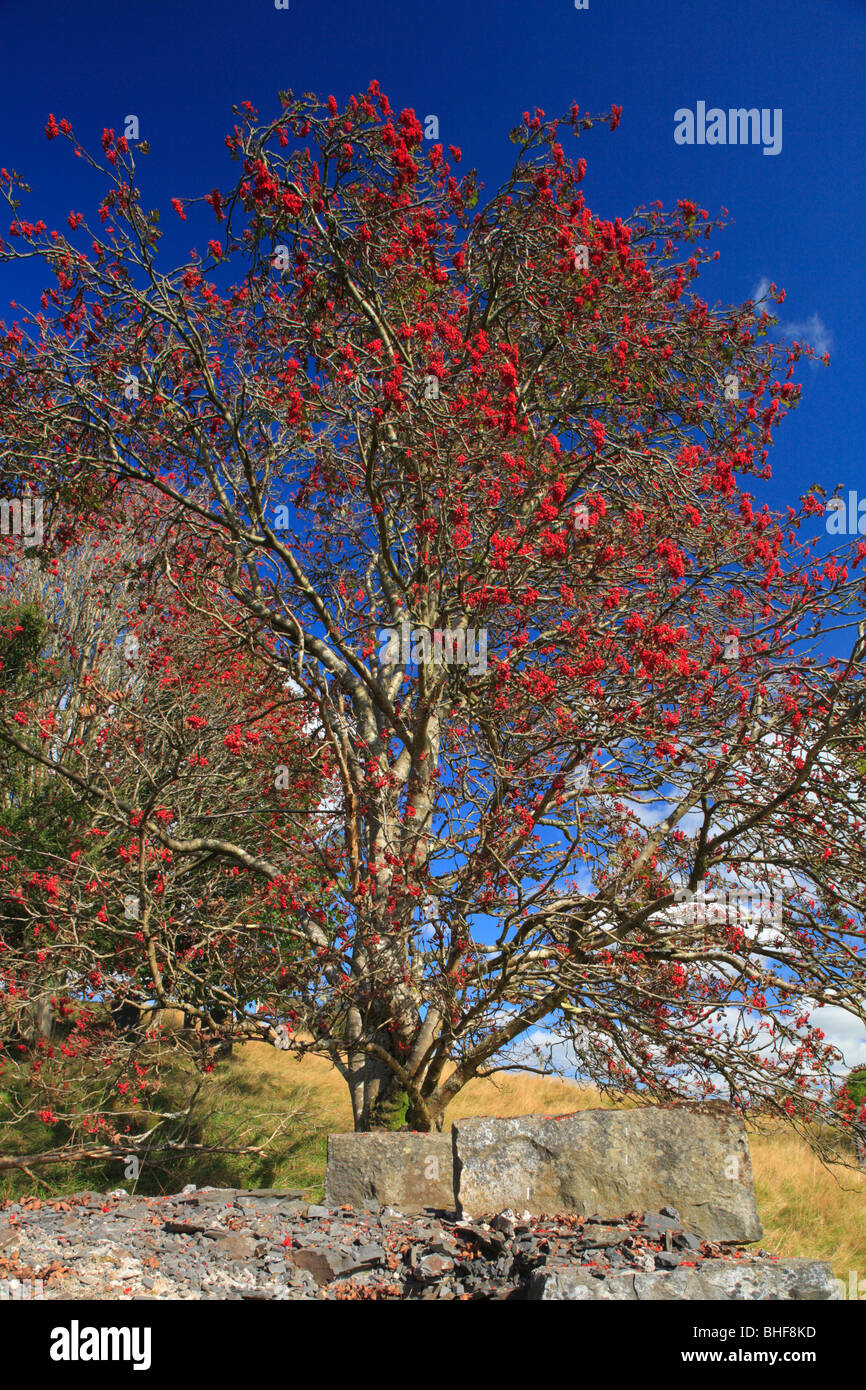 Rowan oder Eberesche Baum (Sorbus Aucuparia) beladen mit reifen Beeren. Powys, Wales. Stockfoto