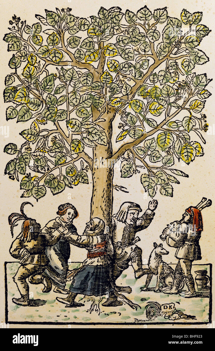 Botanik, Bäume, Tilia, Holzschnitt von Daniel Kandel, "Neues Kreuterbuch" von Hieronymus Bock, 1539, Privatsammlung, Stockfoto