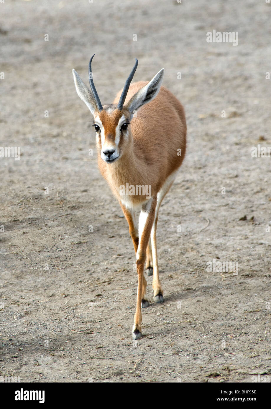 Gazelle zu Fuß Stockfoto