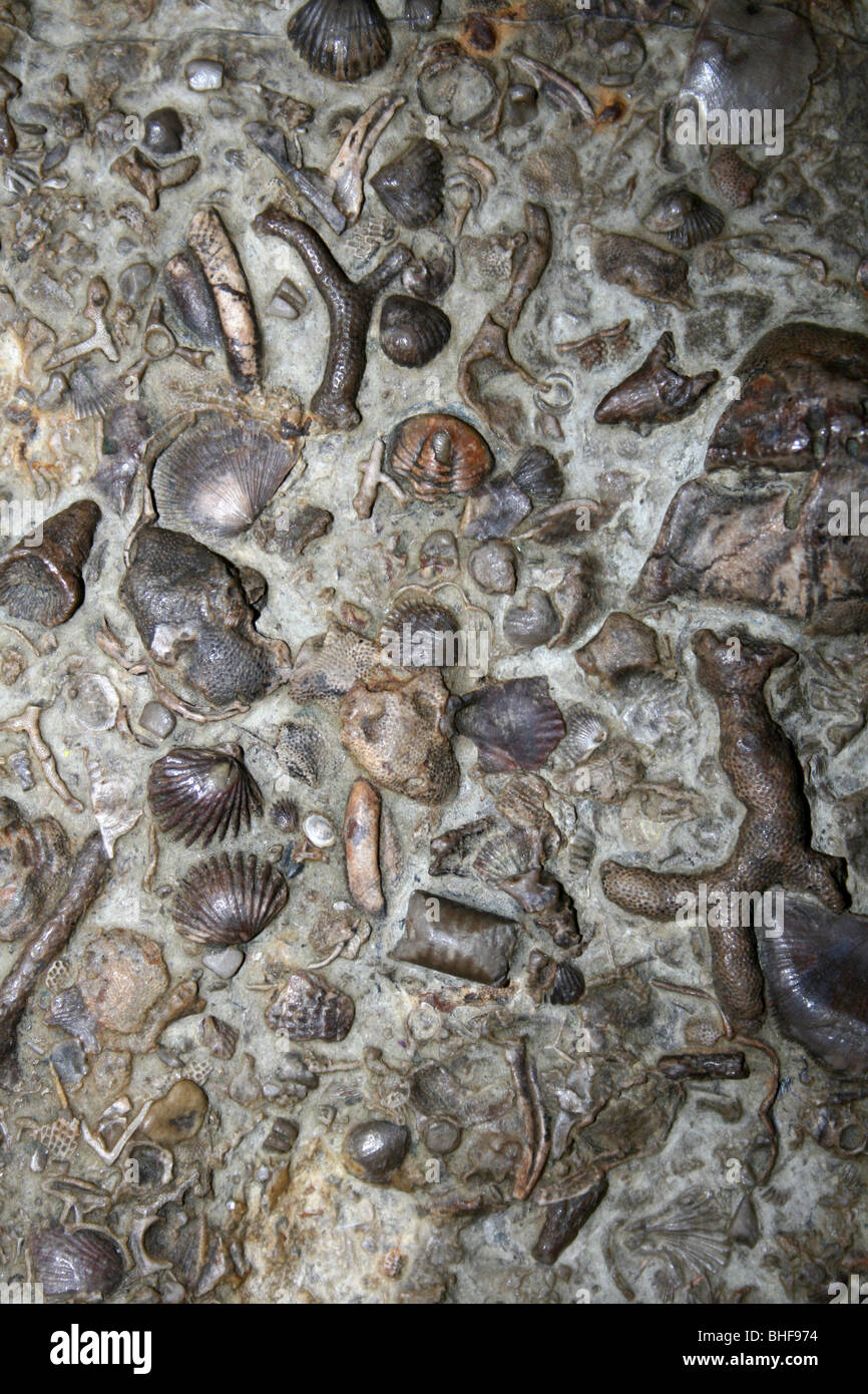 Fossile Überreste In der Wenlock Limestone, Dudley, West Midlands, UK Stockfoto